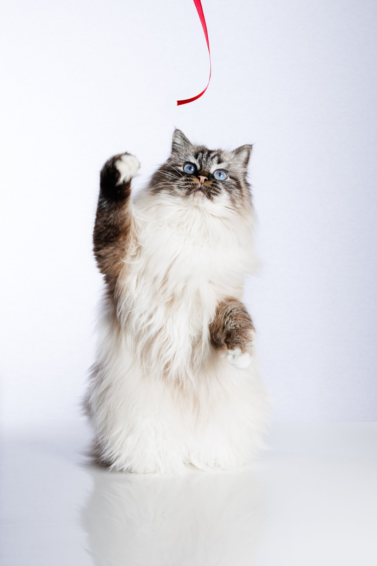 photographie animalière canin et félin finistère brest