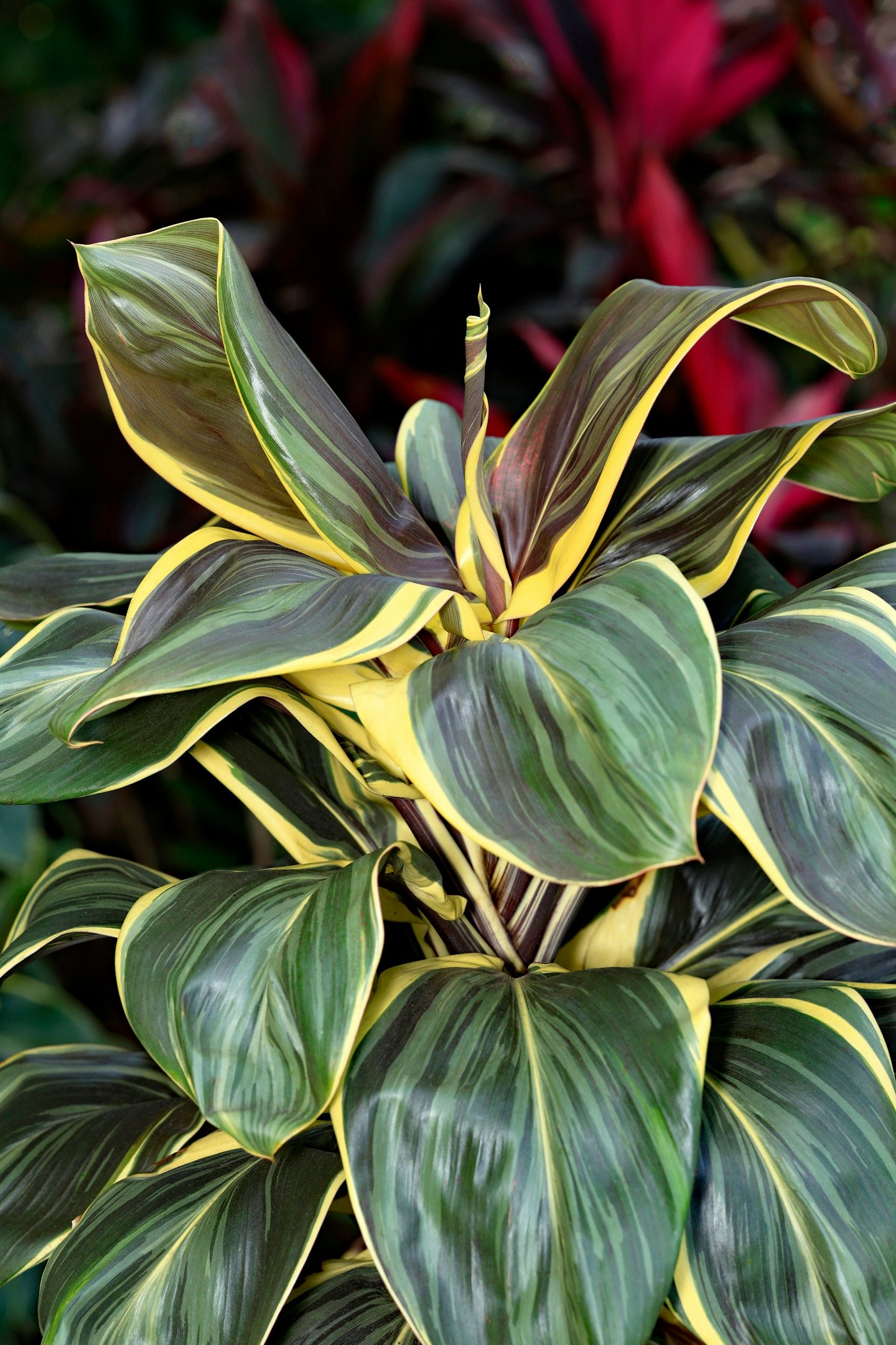 a thriller plant with big leaves in a container