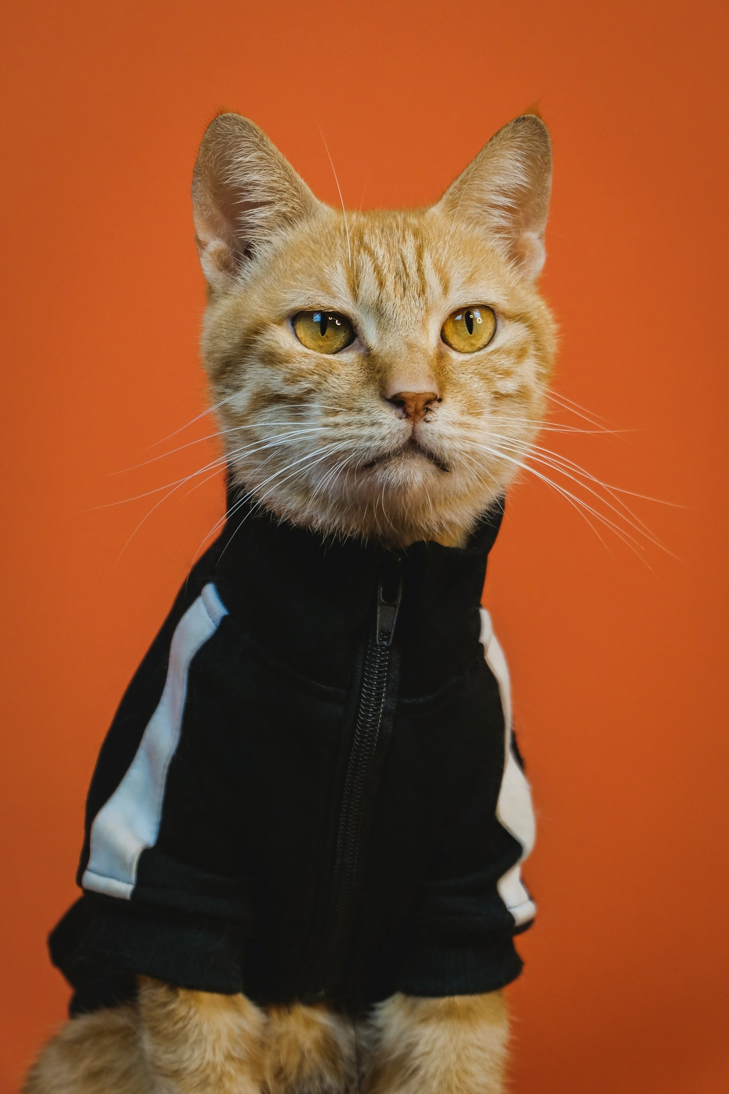 Un gato naranja con una chaqueta blanca y negra con cremallera sobre un fondo naranja