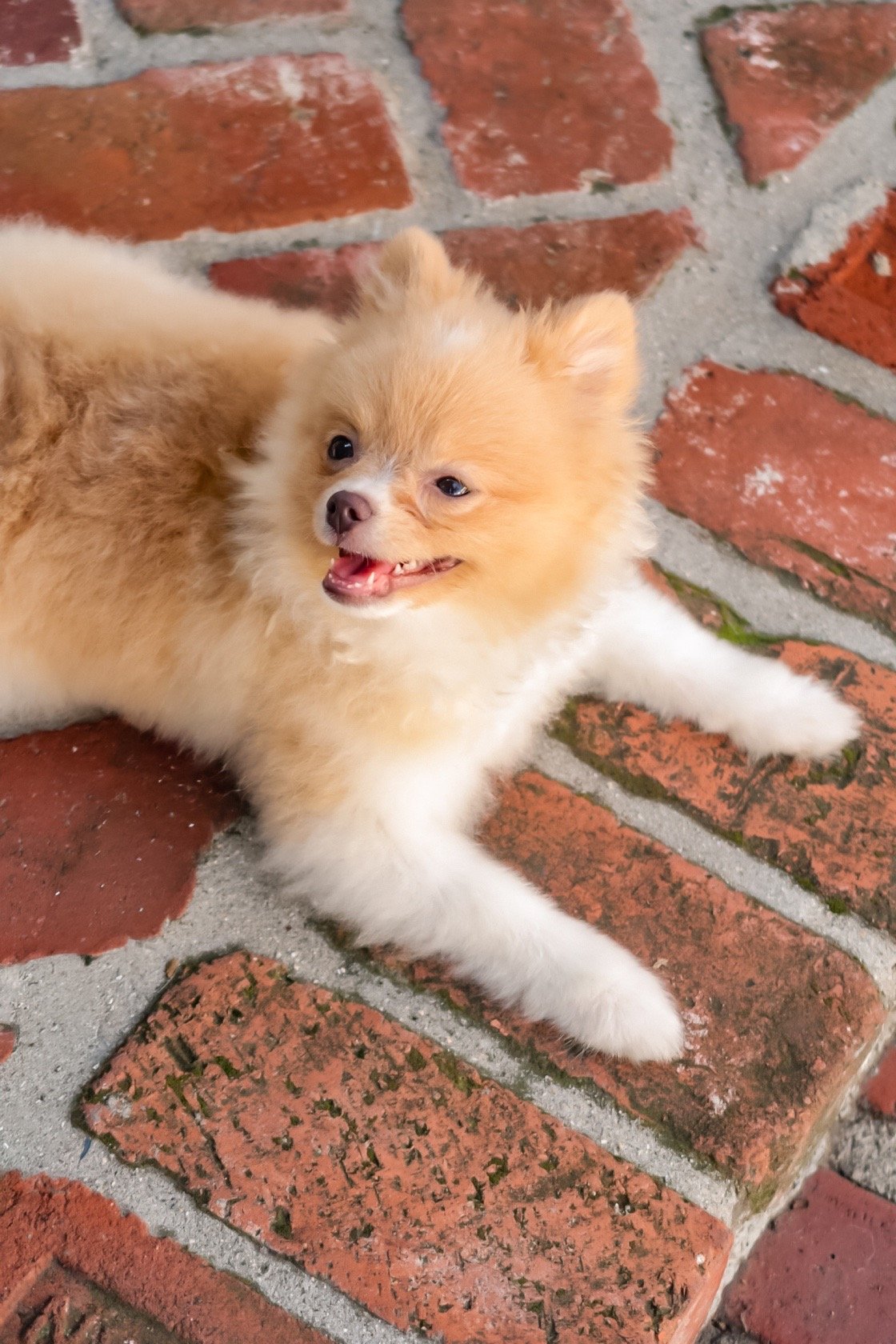 Liebe, a six-pound orange sable Toy Pomeranian