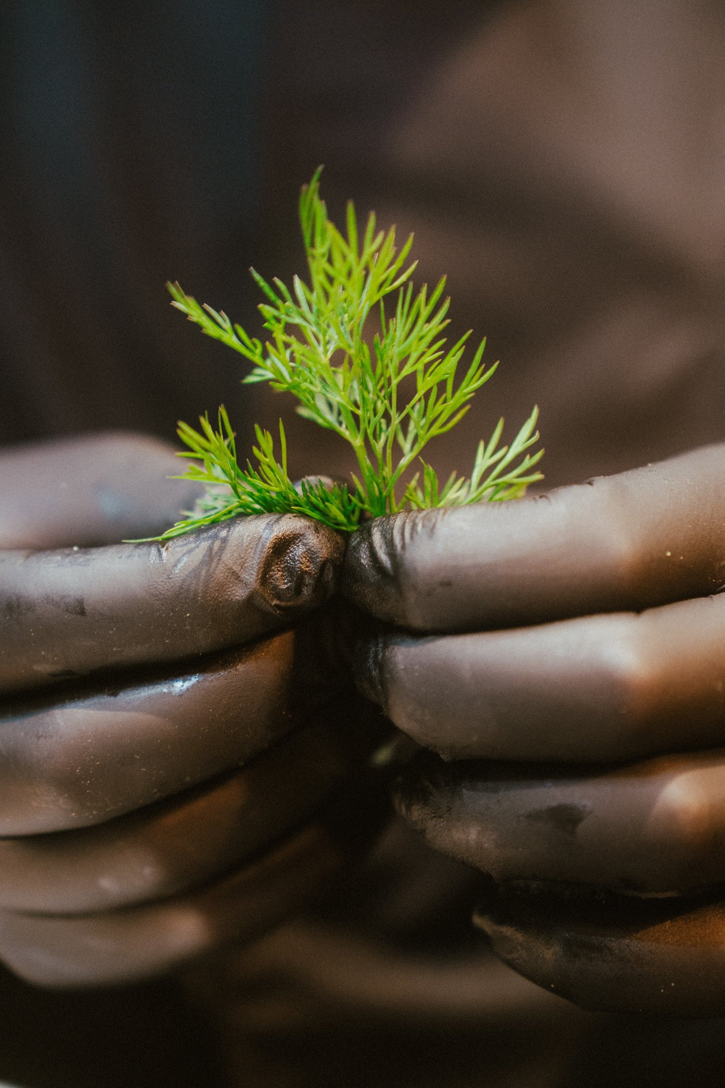 Détail sur une herbe aromatique en cuisine