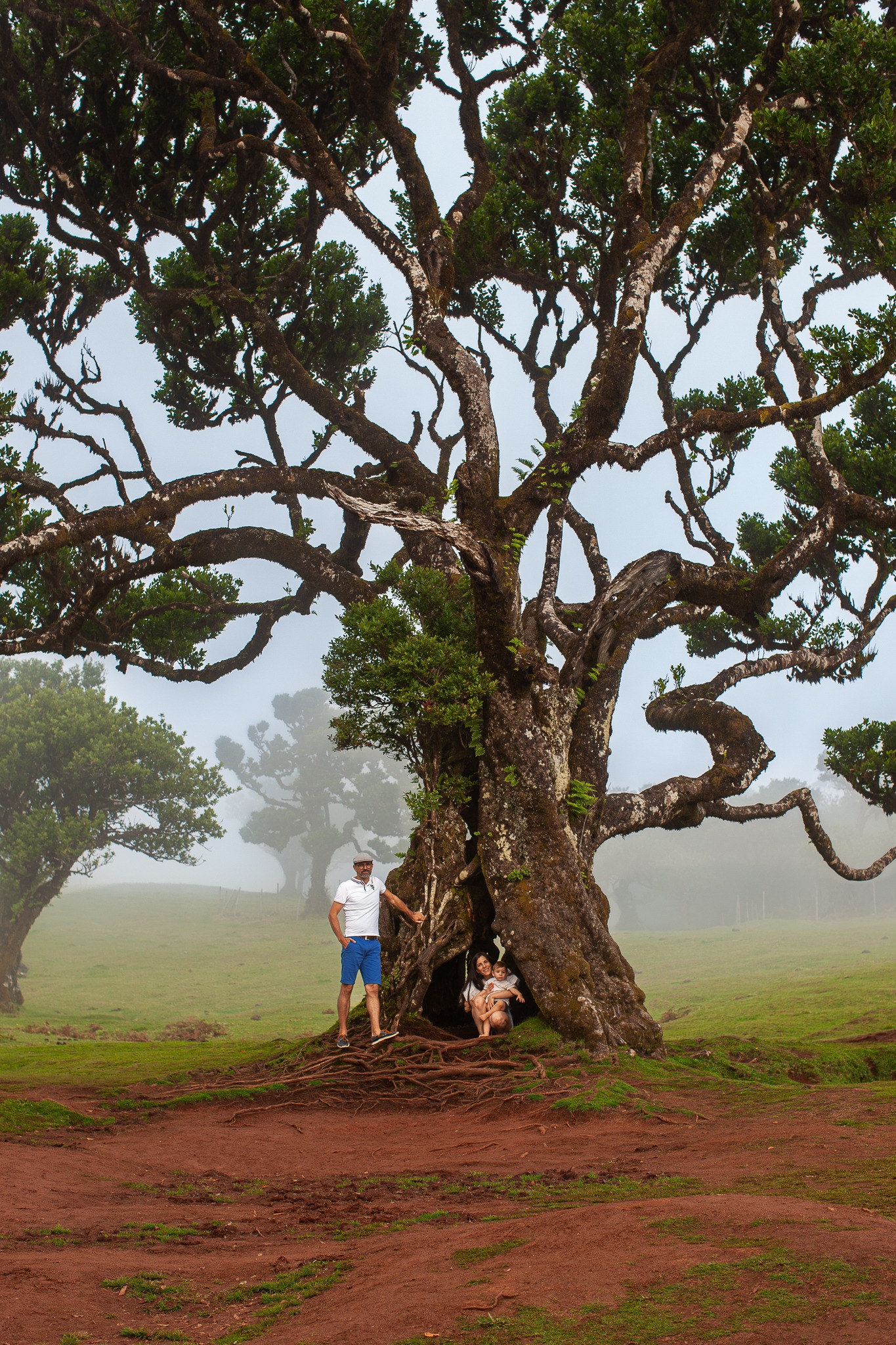 Family portrait under dramatic gnarled ancient tree with misty atmospheric conditions at Fanal Forest