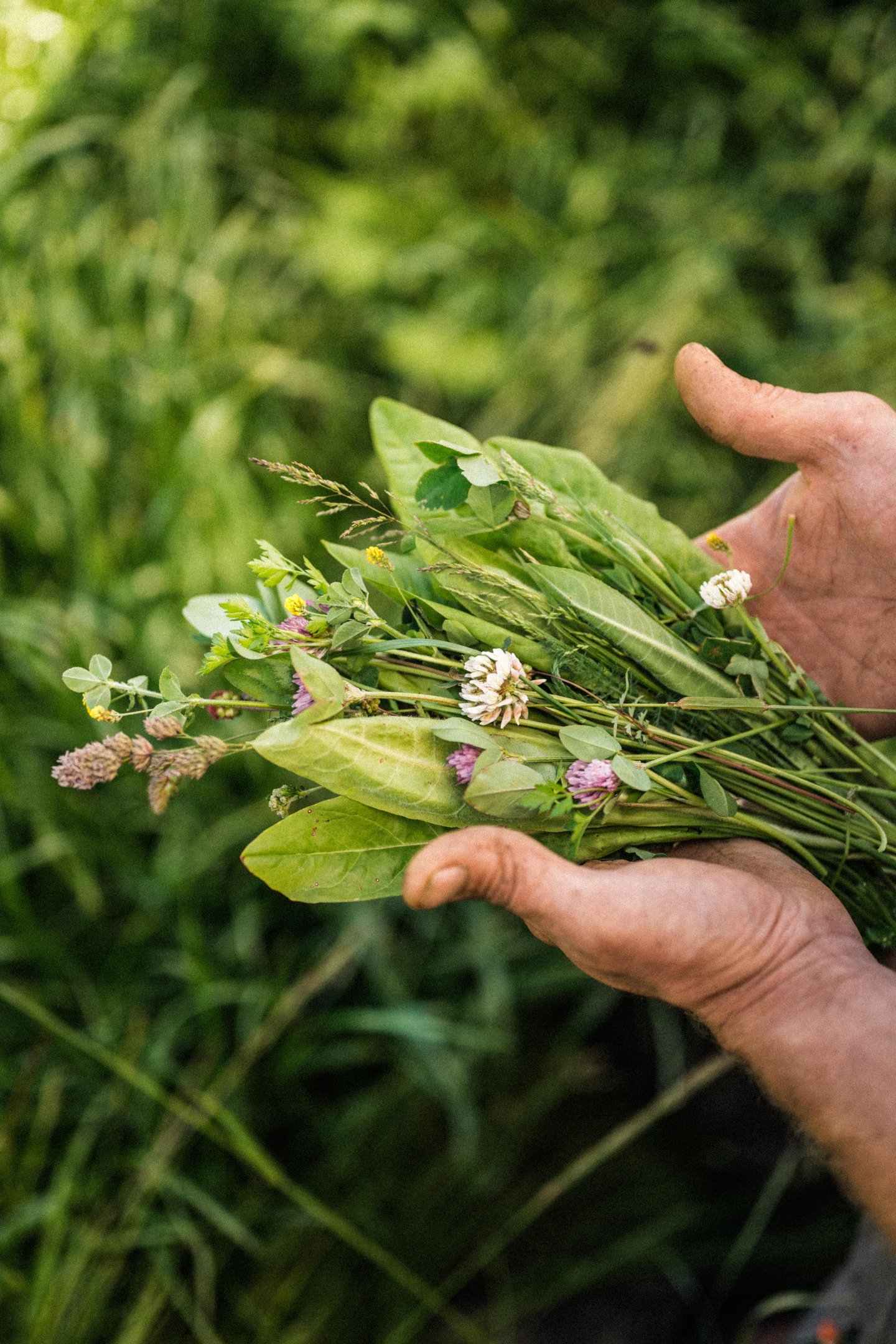 herbal lay dock lucerne clover