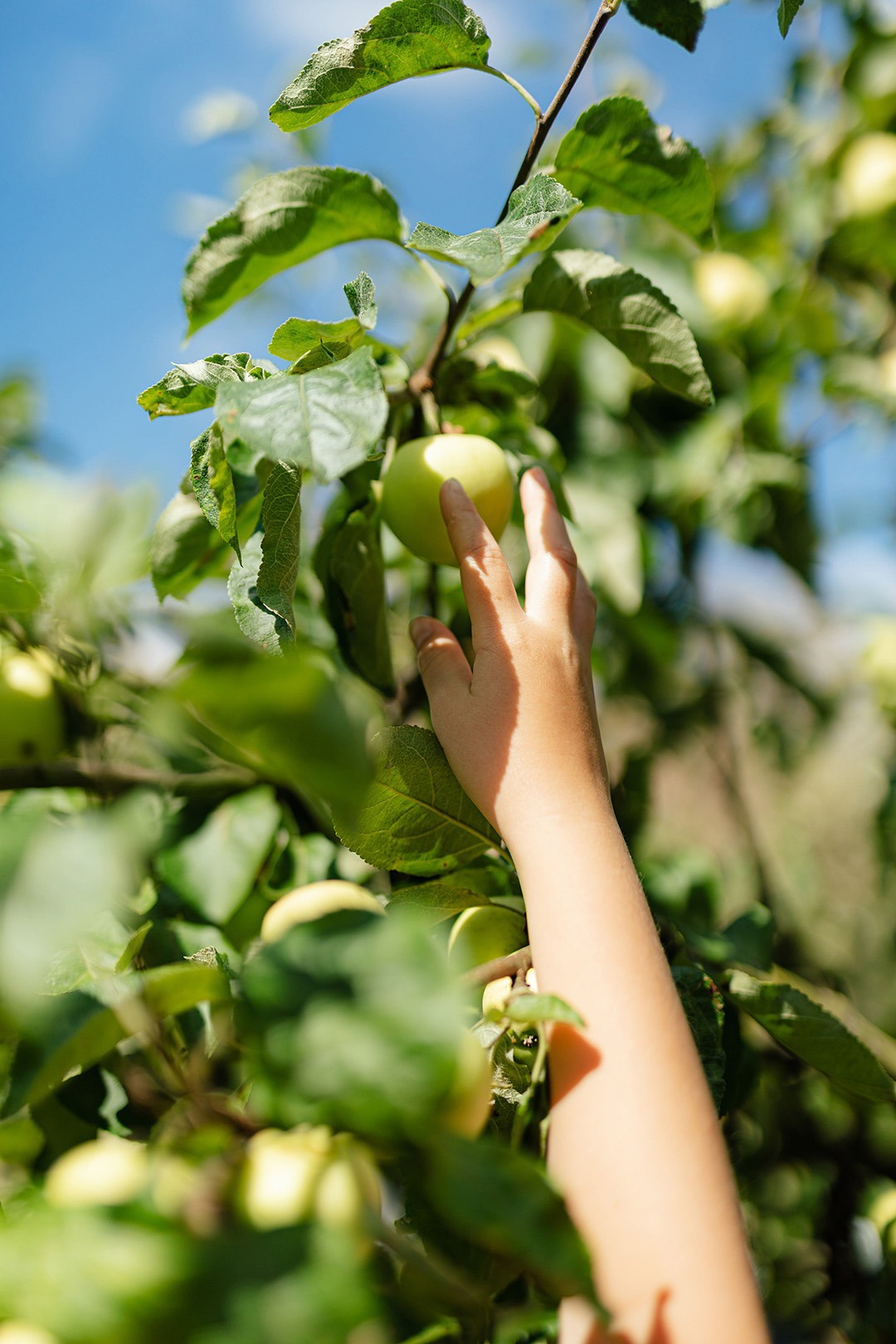 kinderhand plukt groene appel uit boom