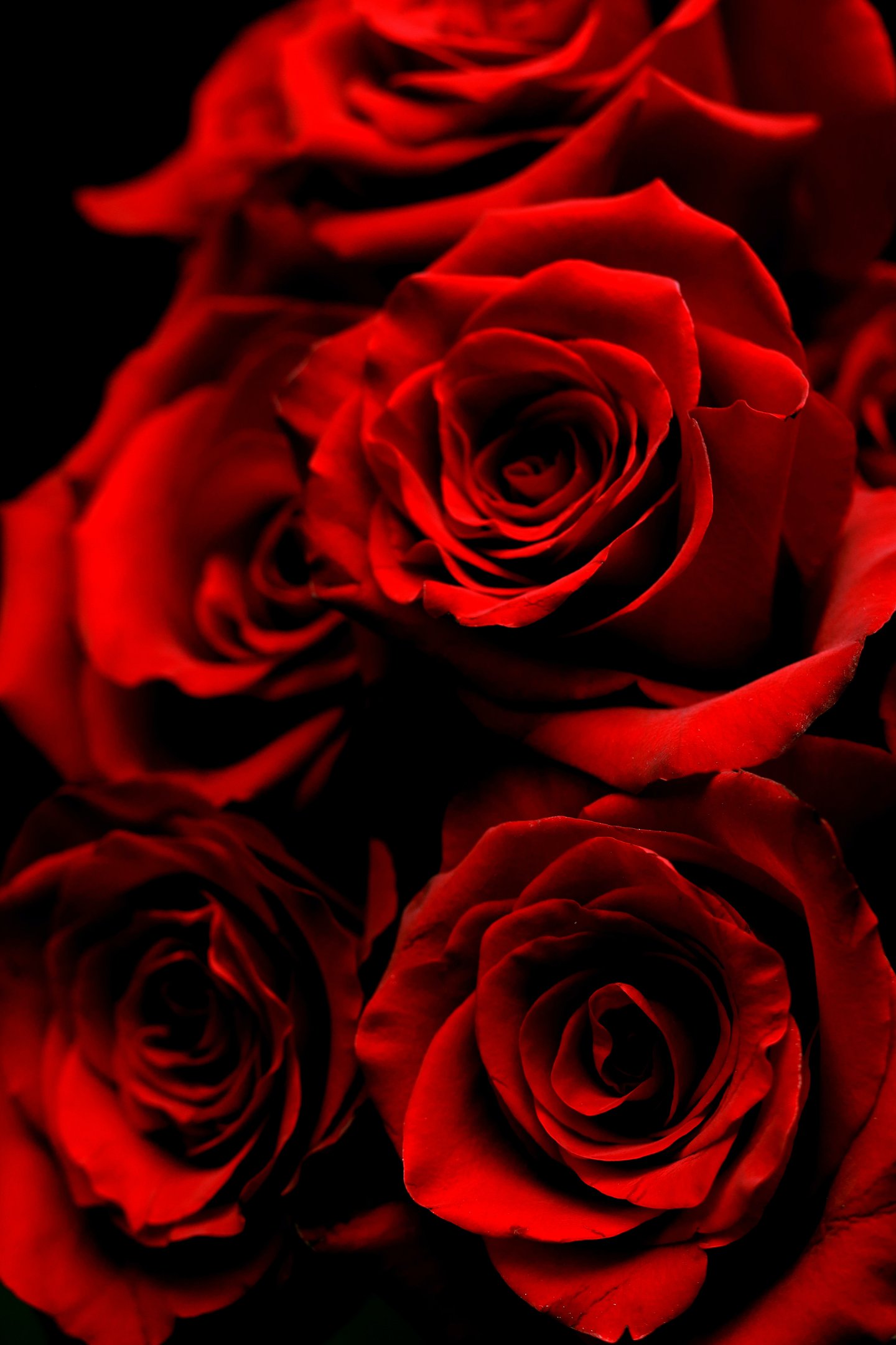 a bunch of red roses as a background