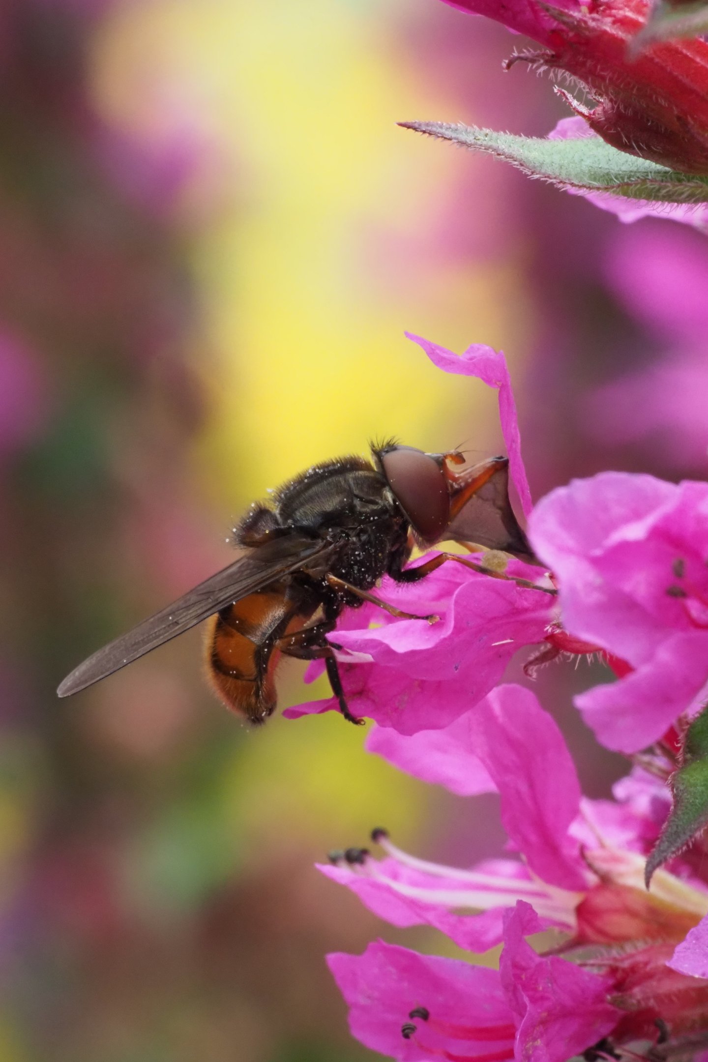 Photography of the common snouted hoverfly on a flower Rhingia campestris
