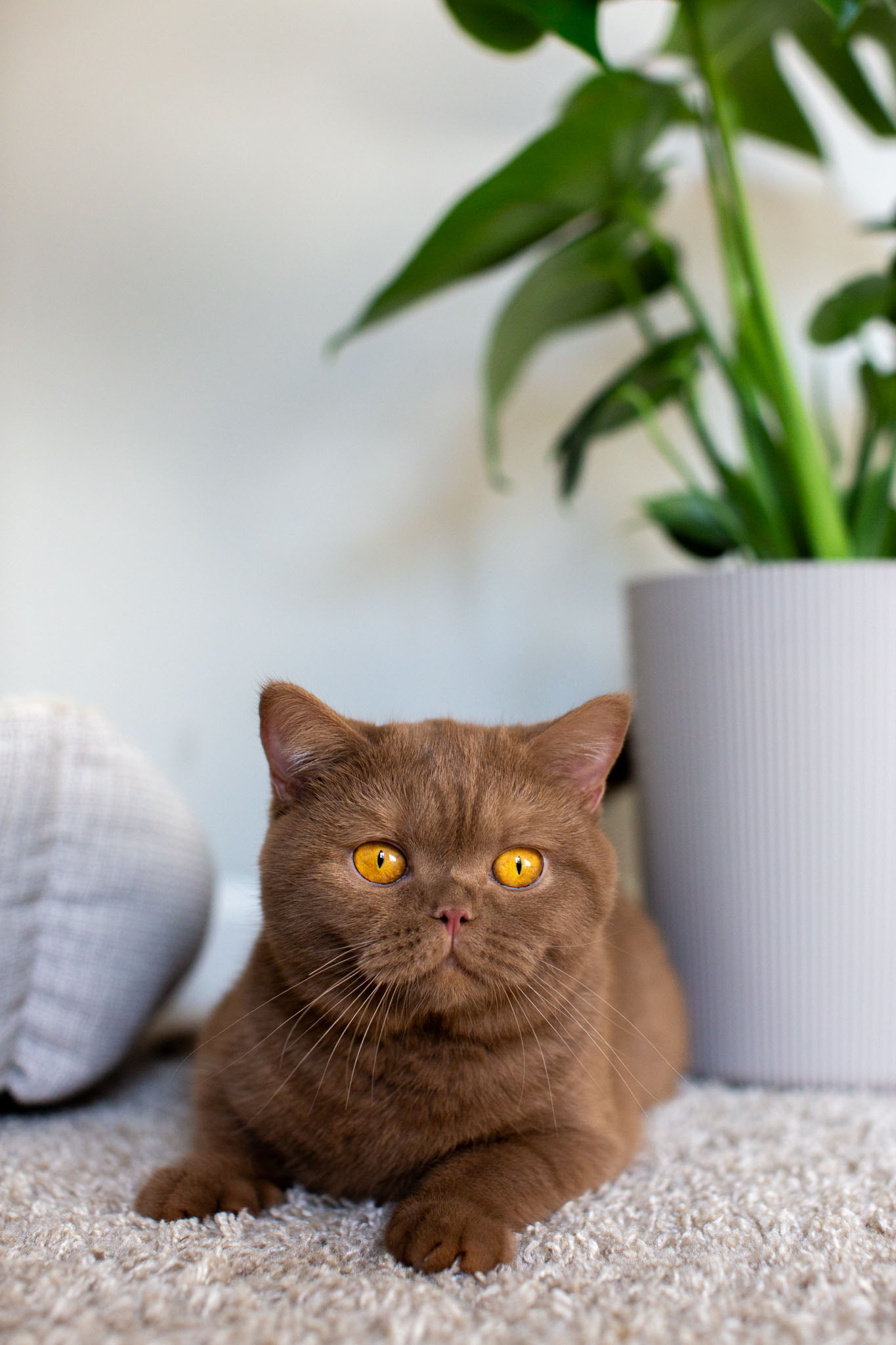 Cinnamon-colored British Shorthair kitten exploring a cozy home