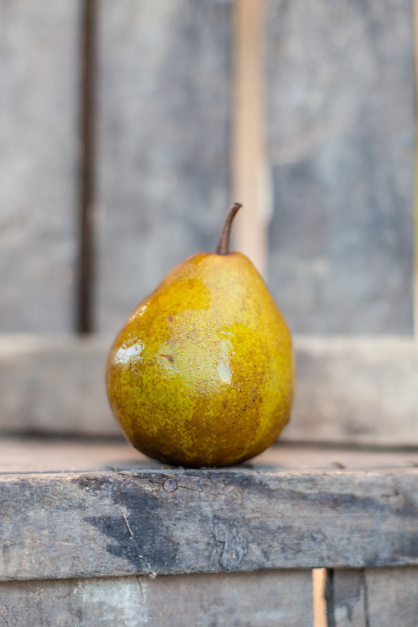 Poire Président Héron bio du verger familial en Savoie, savoureuse et juteuse – La Ferme du Coteau