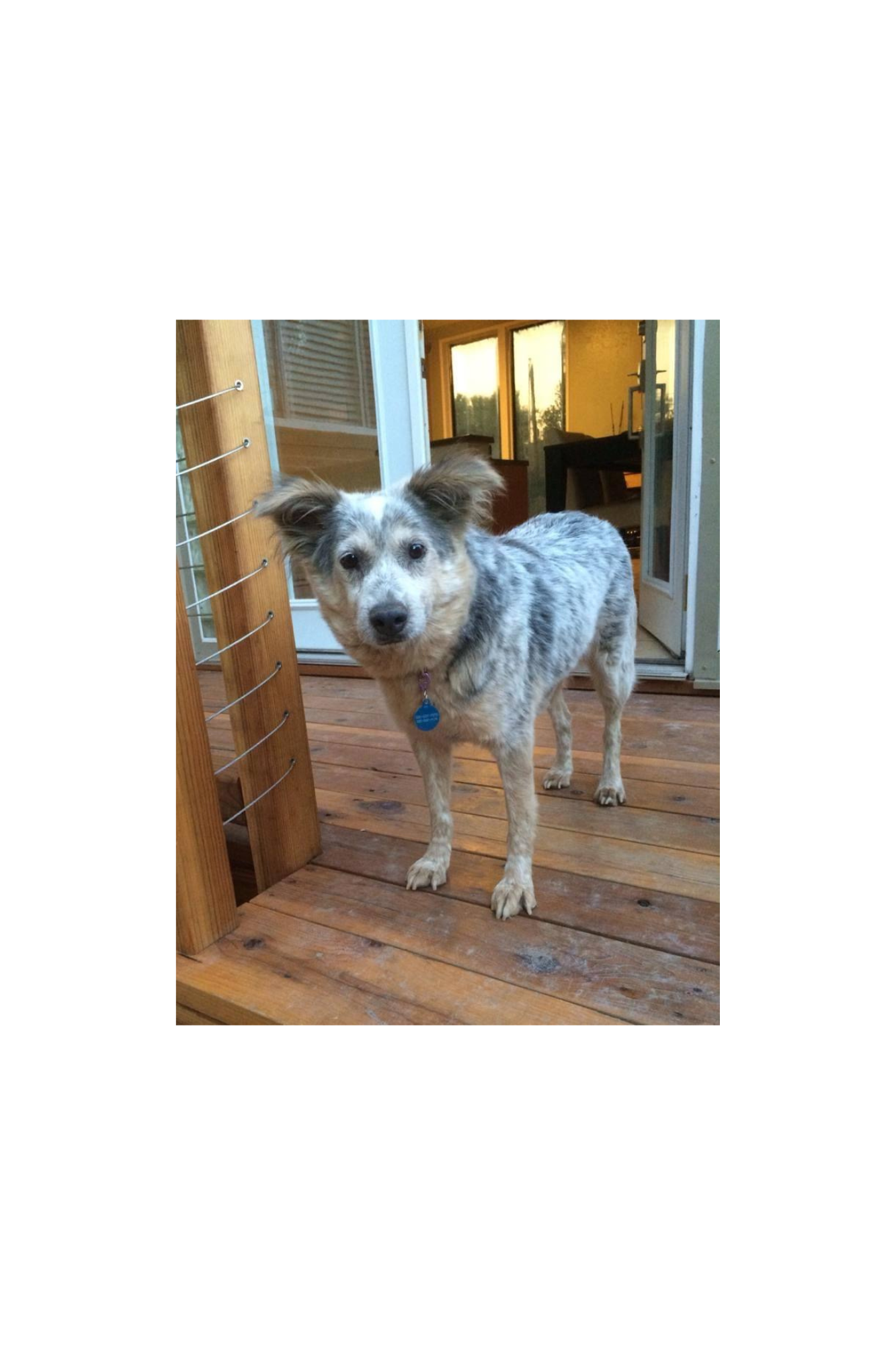 Bailey gains confidence with behavior modification