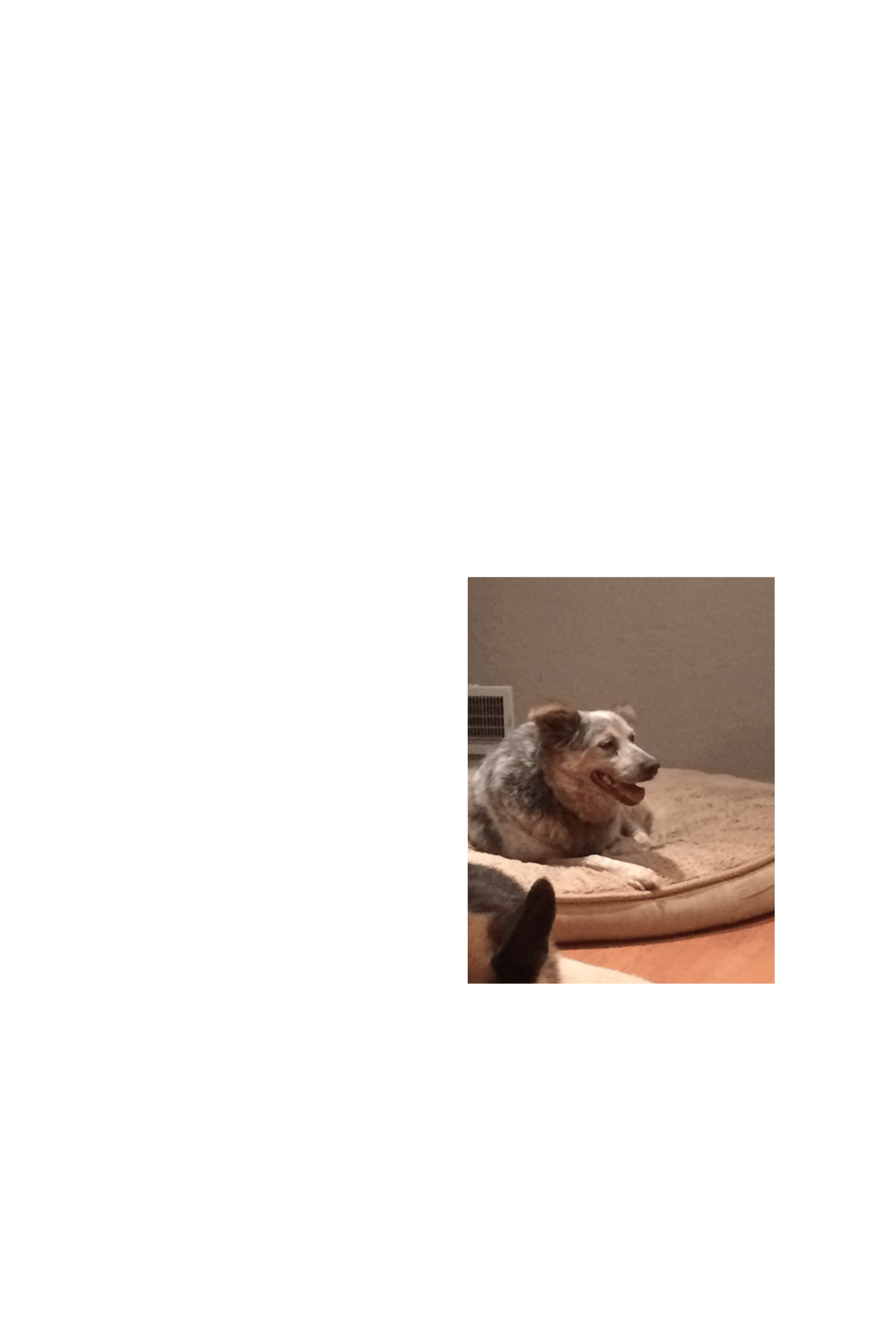 Bailey learning how to relax with behavior modification