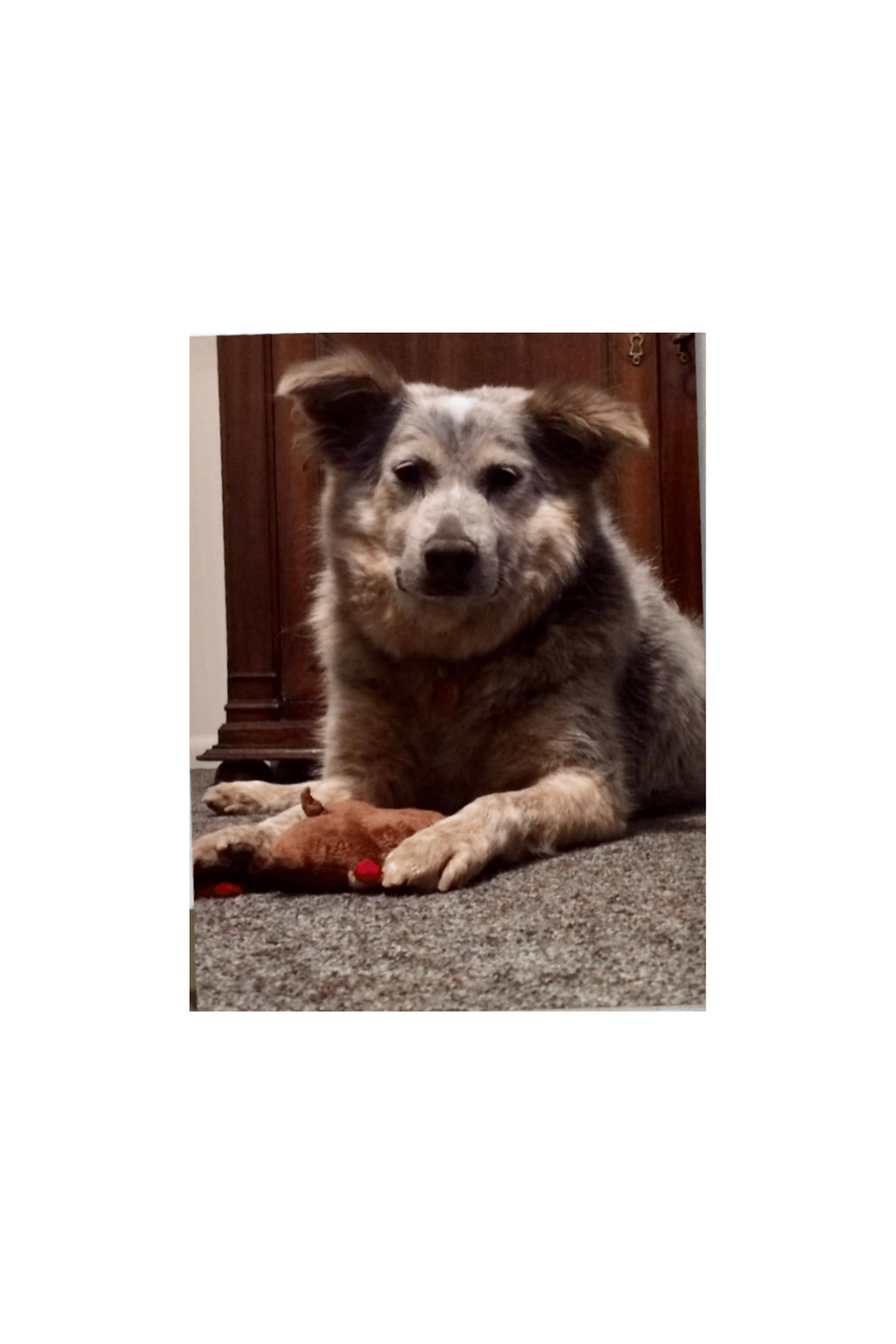 Bailey, confident and happy in her forever home