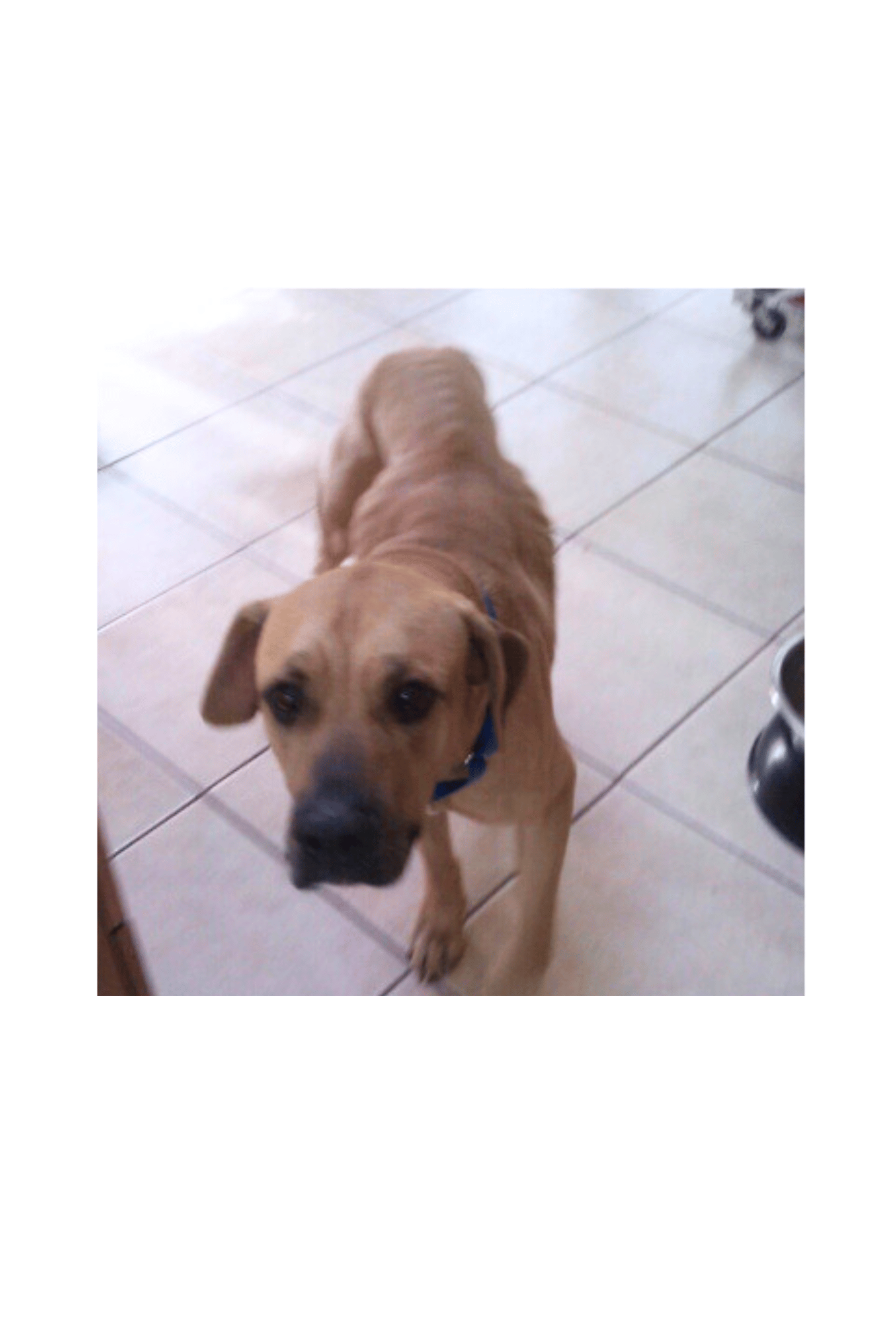 Balou fearful dog's first day in a foster home