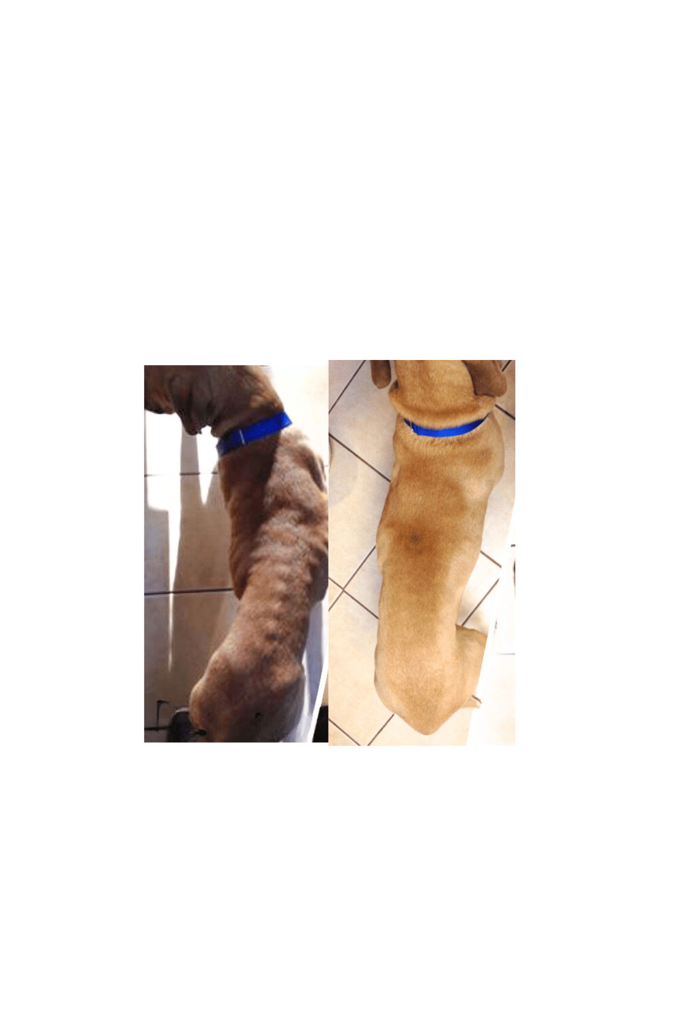 Balou before and after/emaciated to healthy