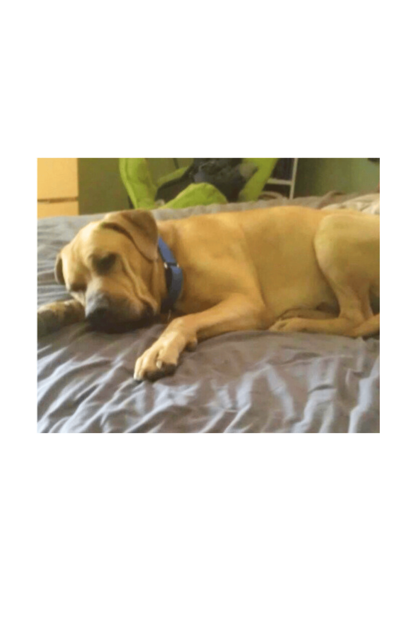 Balou becoming confident