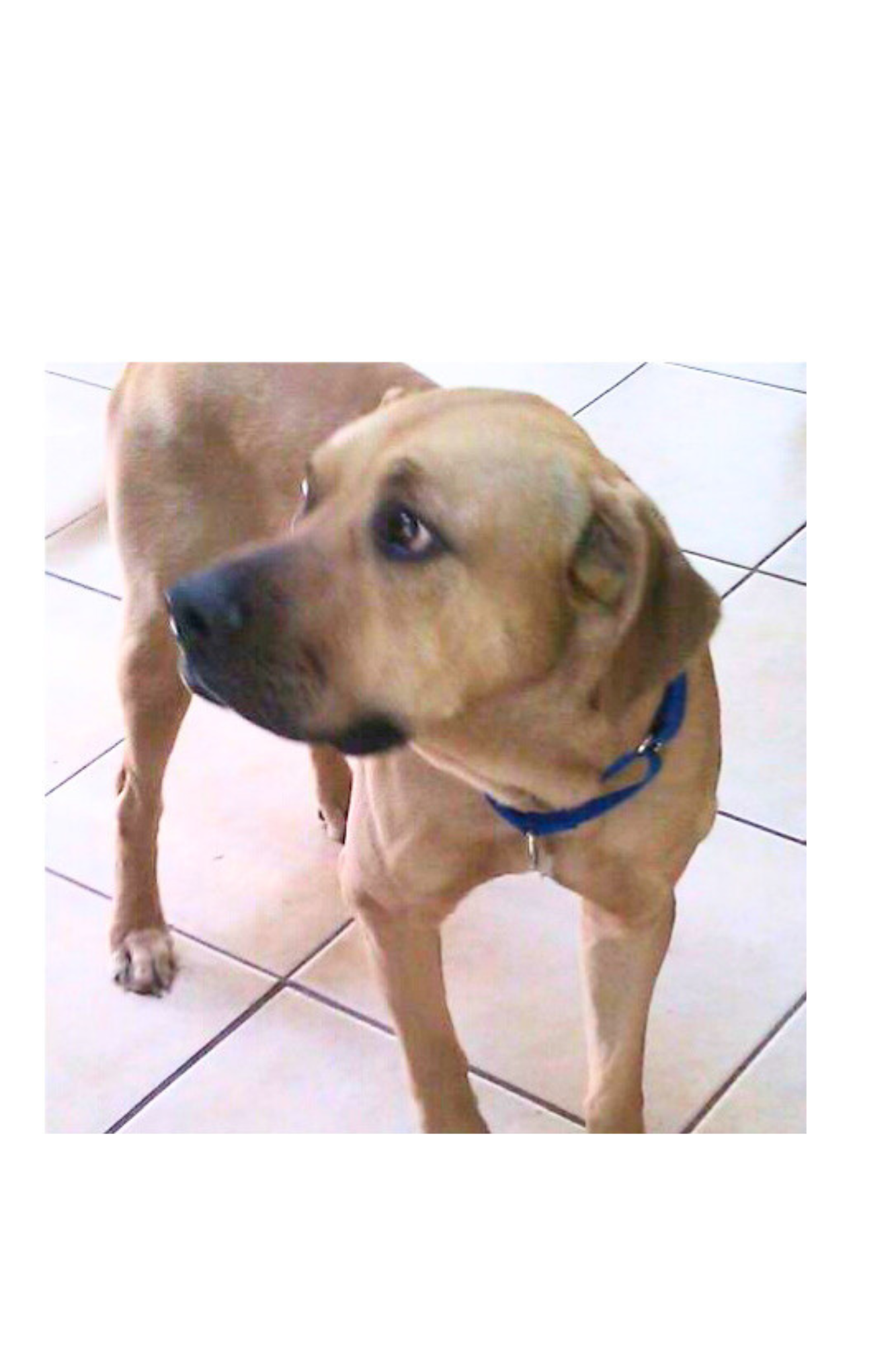 Balou learning to trust