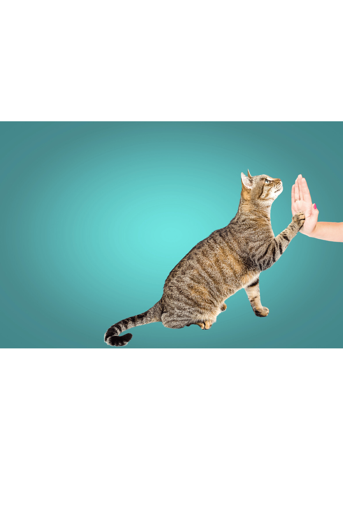 Behavior modification and training for cats