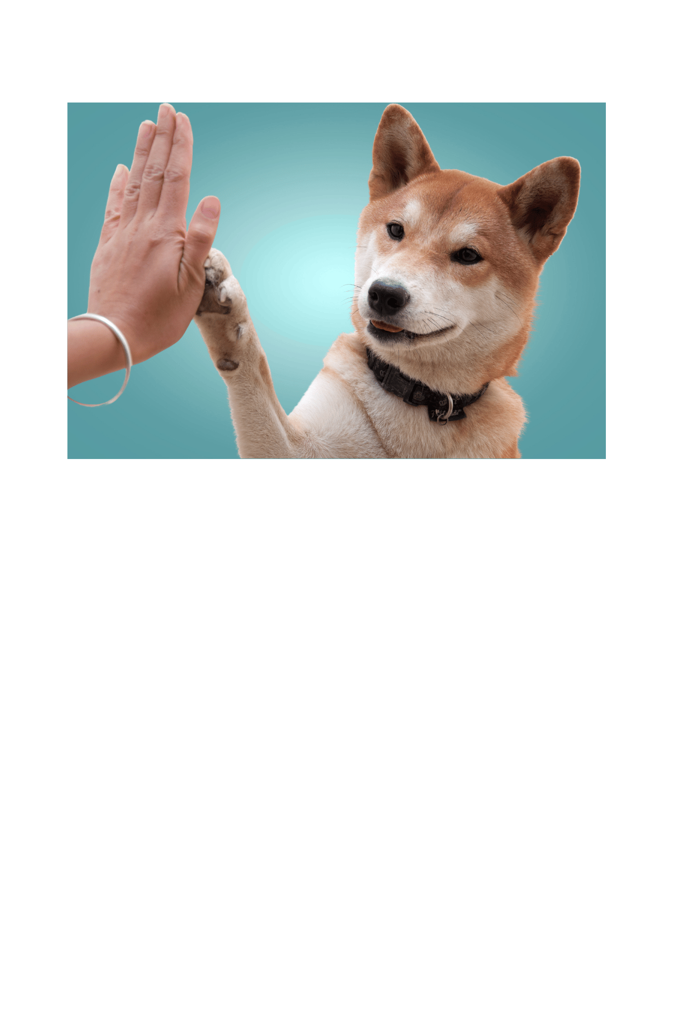 Behavior modification and training for dogs 