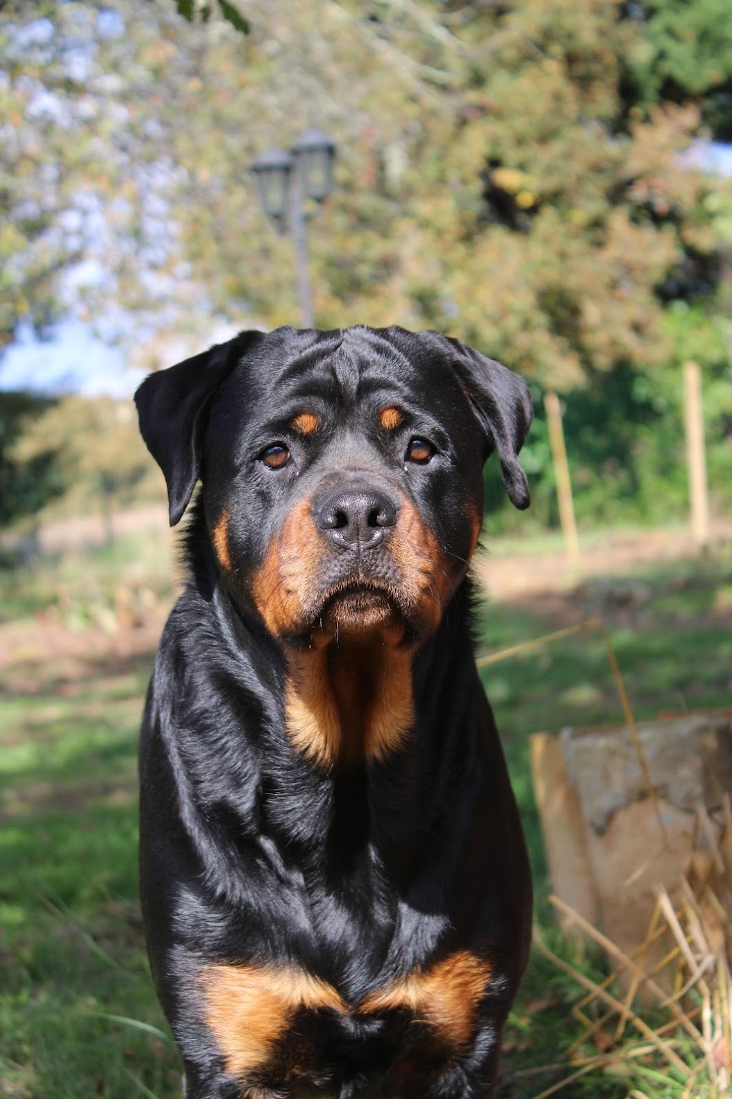 Ferme de Belon : rottweiler CBD