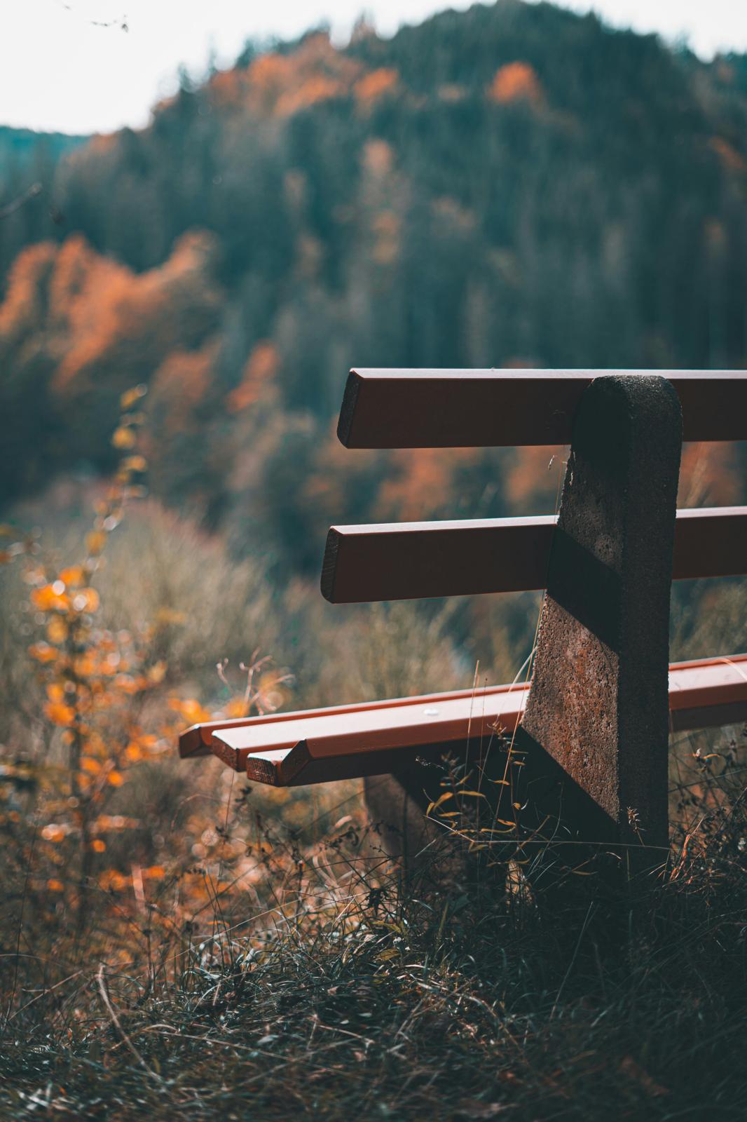 Wooden bench in nature with blurred trees in the background during autumn.