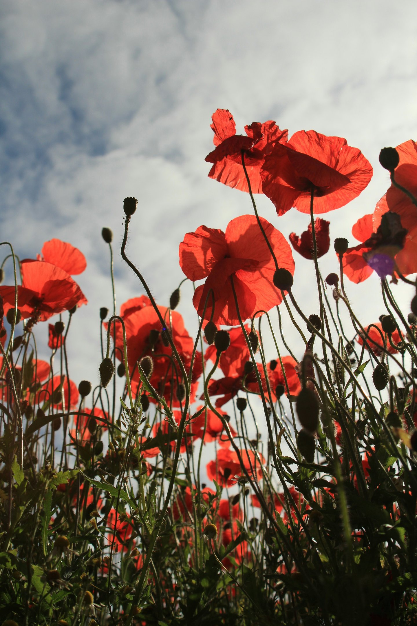 Champ de coquelicots rouges évoquant la sophrologie et le bien-être naturel