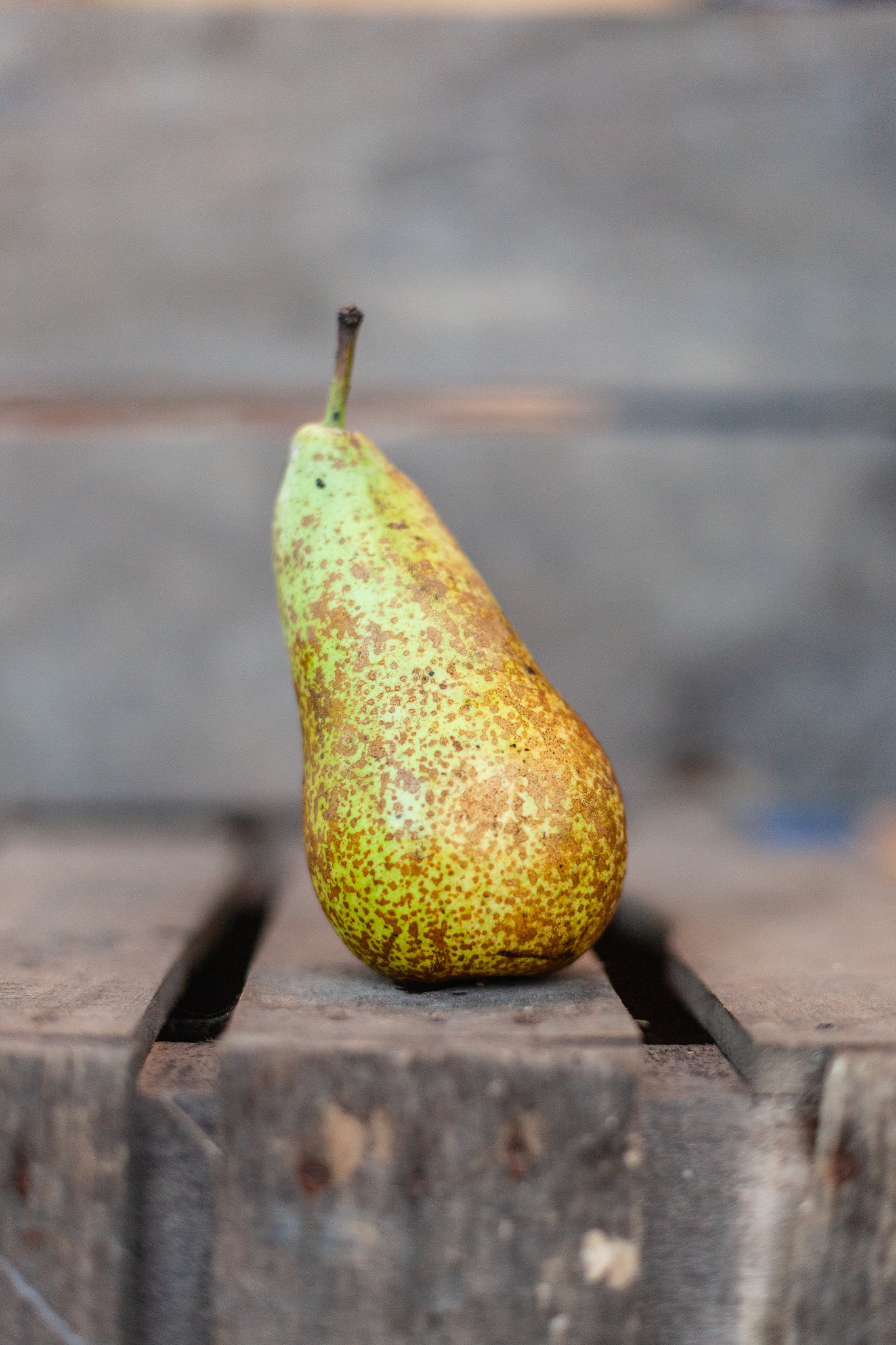Poire Conférence bio du verger familial en Savoie, douce et parfumée – La Ferme du Coteau