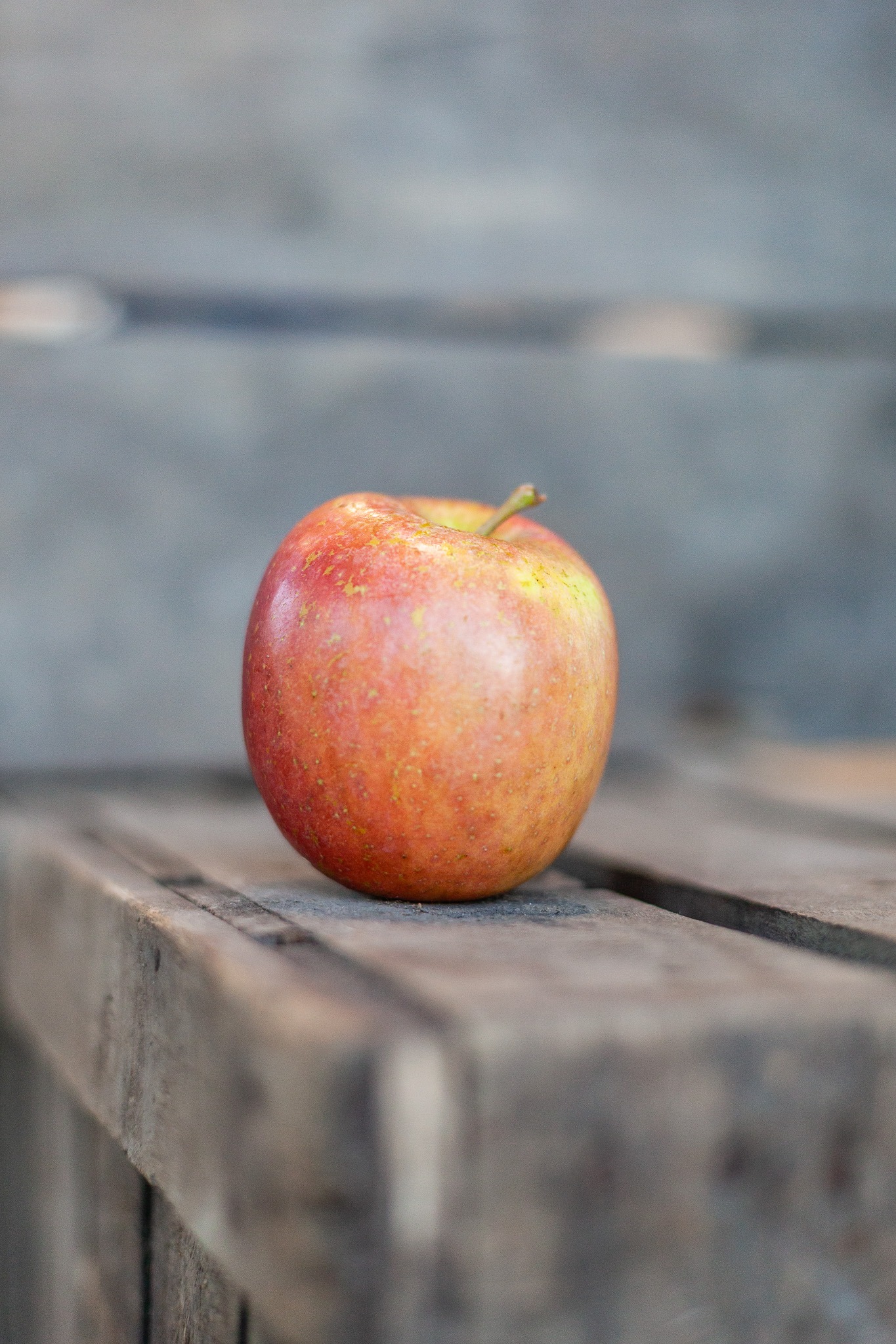 Pomme Fuji bio mûre cultivée dans le verger familial en Savoie