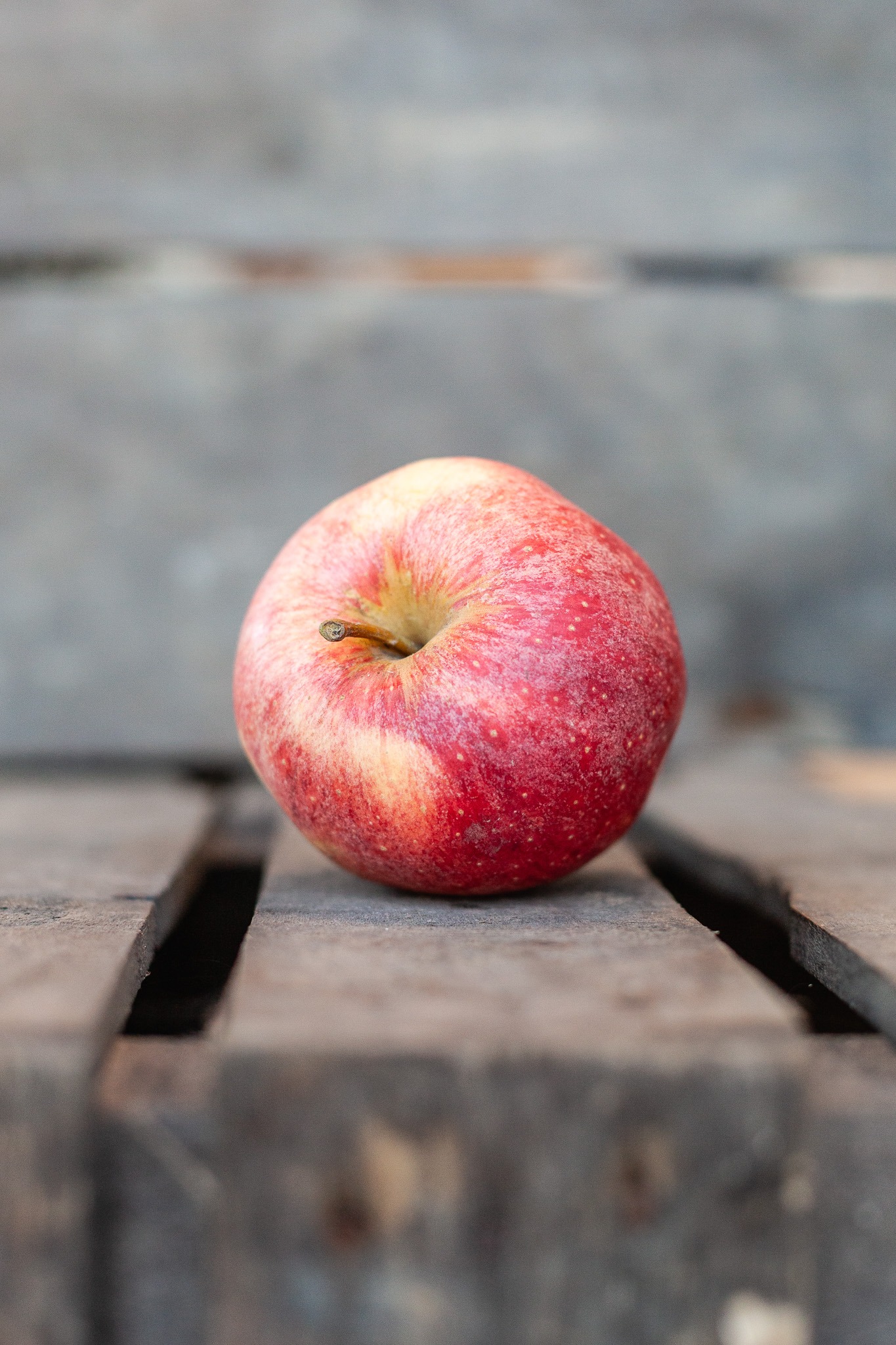 Pomme Royal Gala bio mûre du verger familial en Savoie