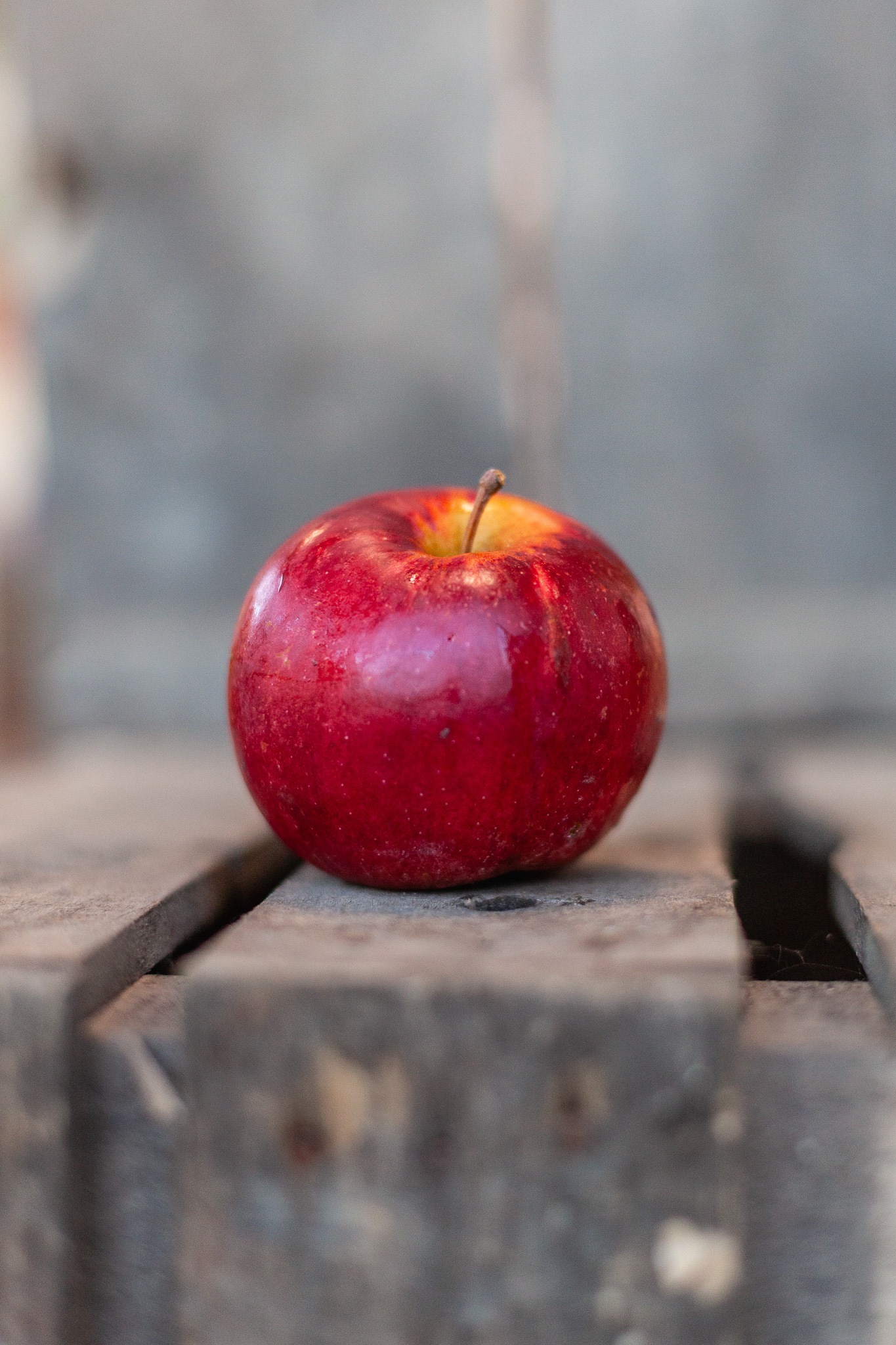 Pomme Idared bio cultivée en agriculture biologique en Savoie
