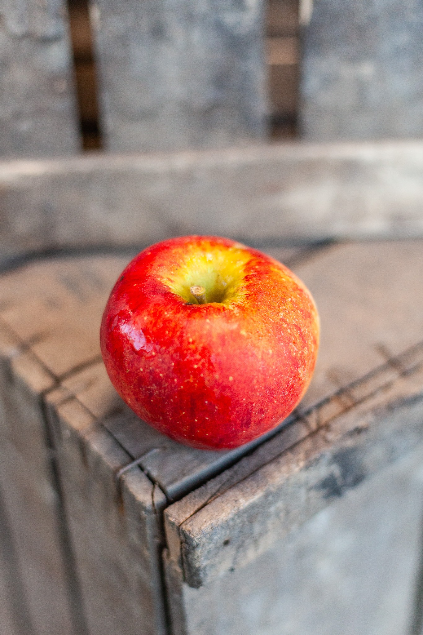 Pomme Pilot bio du verger familial en Savoie, savoureuse et croquante