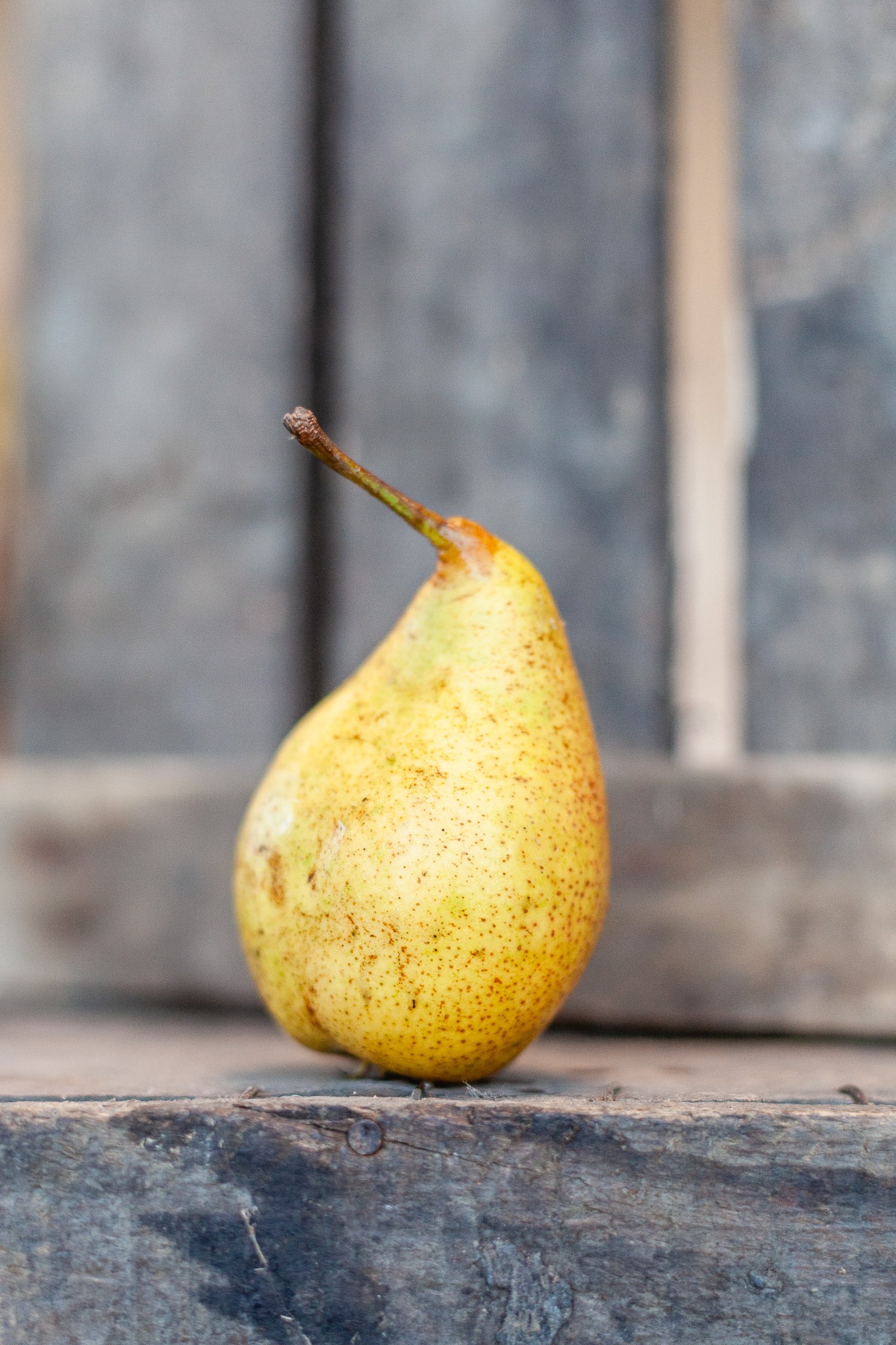 Poire Louise Bonne bio cultivée en agriculture biologique dans le verger familial en Savoie – La Fer