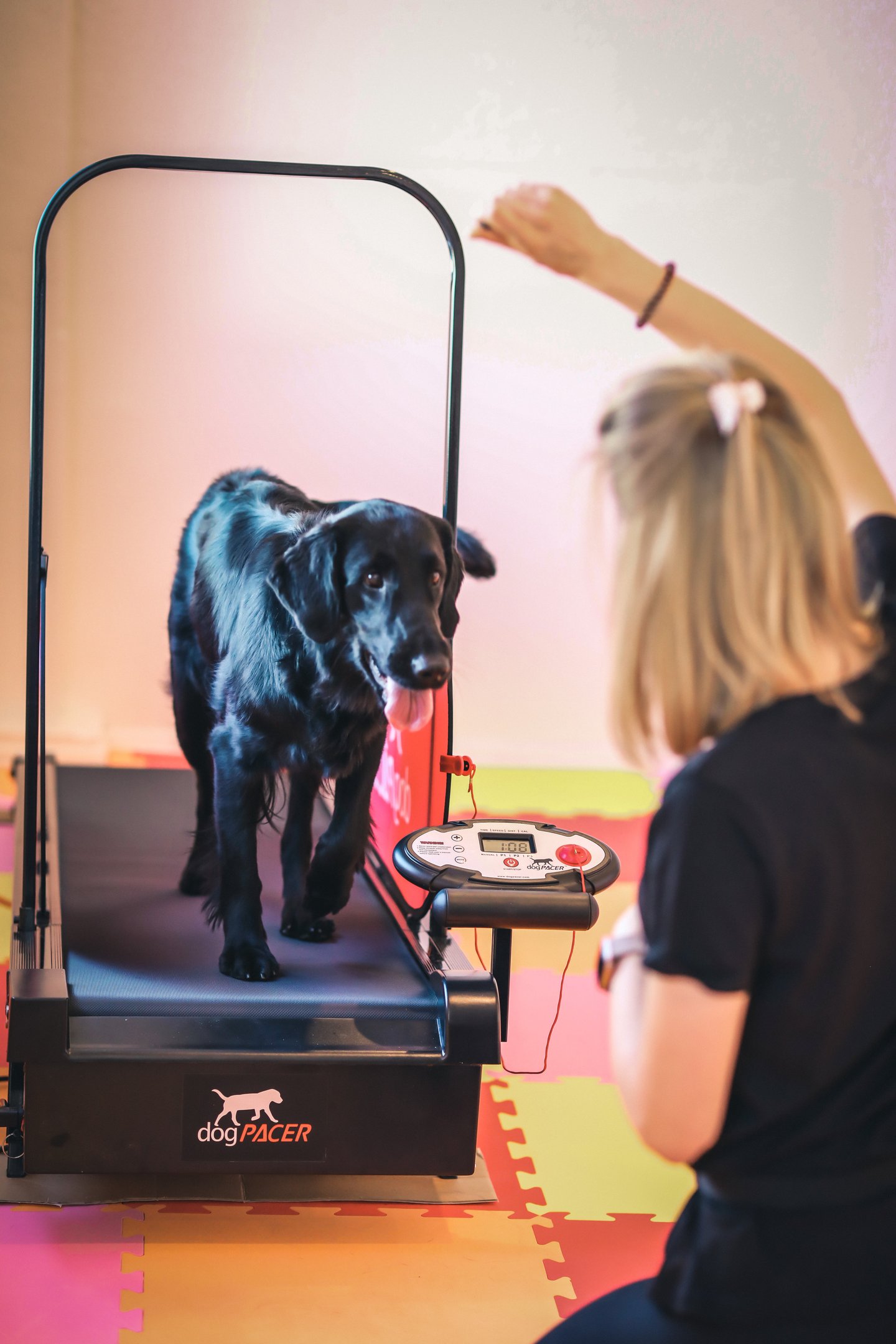 Šuo ant bėgimo takelio gerina savo ištvermę