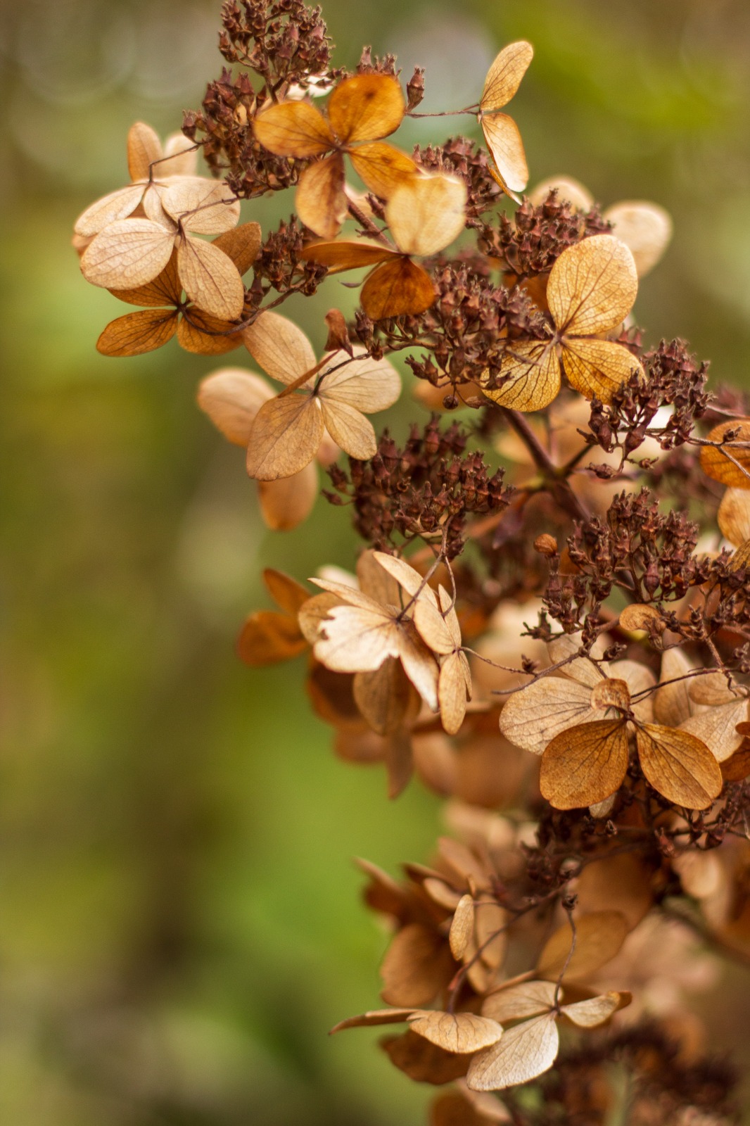 winter silhouette Hydrangea paniculata, bruin tinten