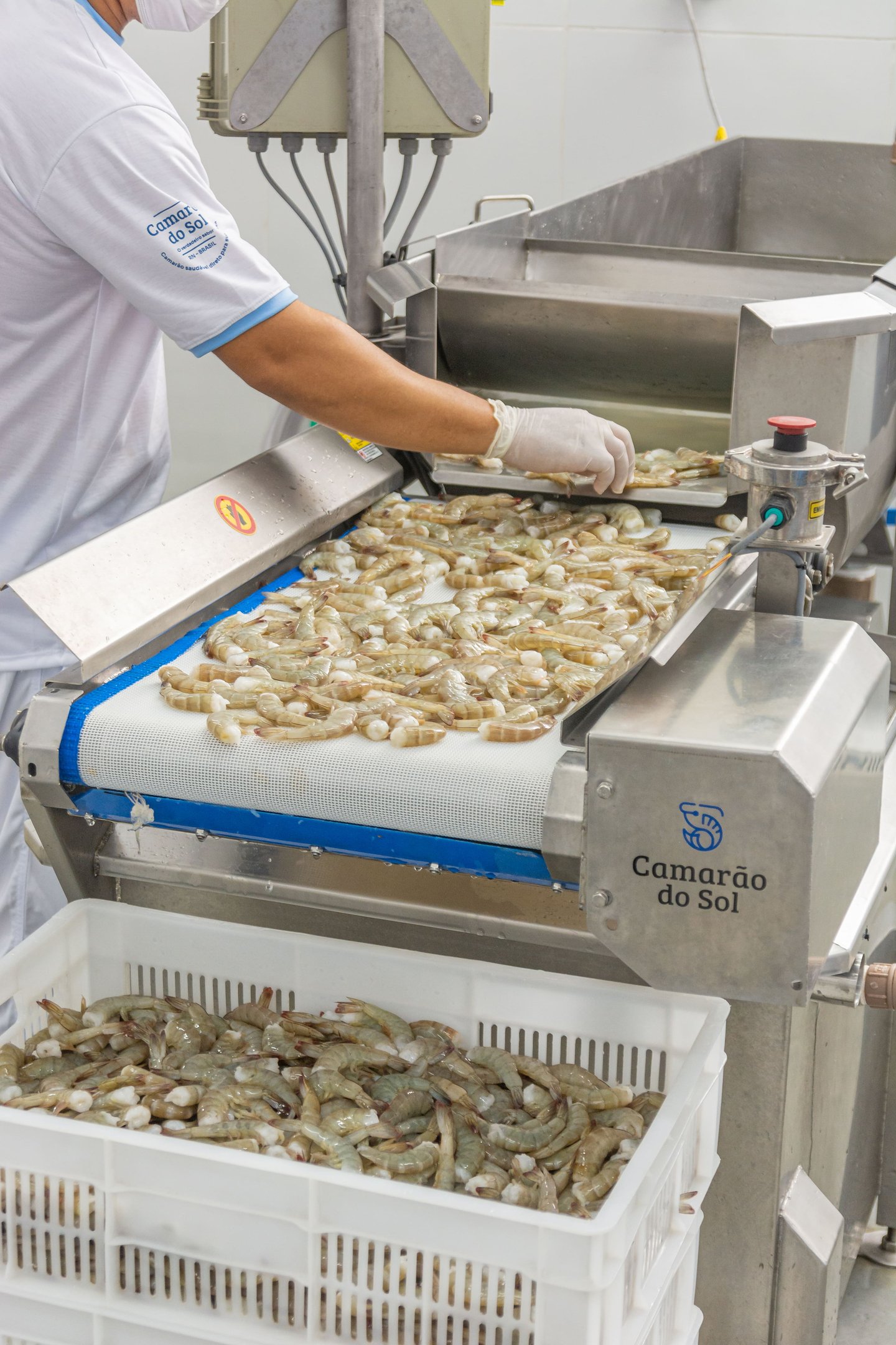 Linha de beneficiamento de camarão Camarão do Sol