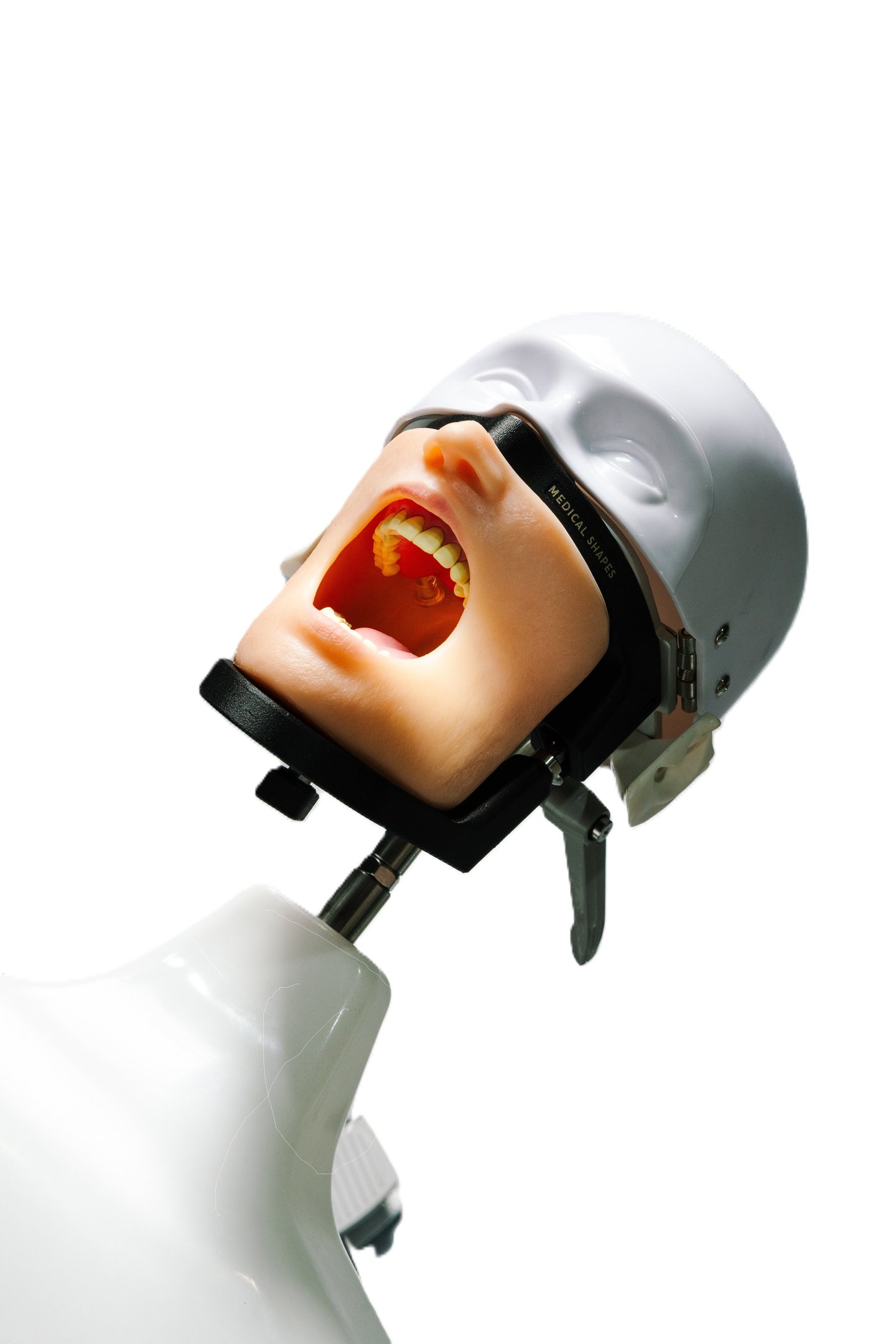 Fantoma de mesa con articulador universal integrado, listo para uso académico continuo.