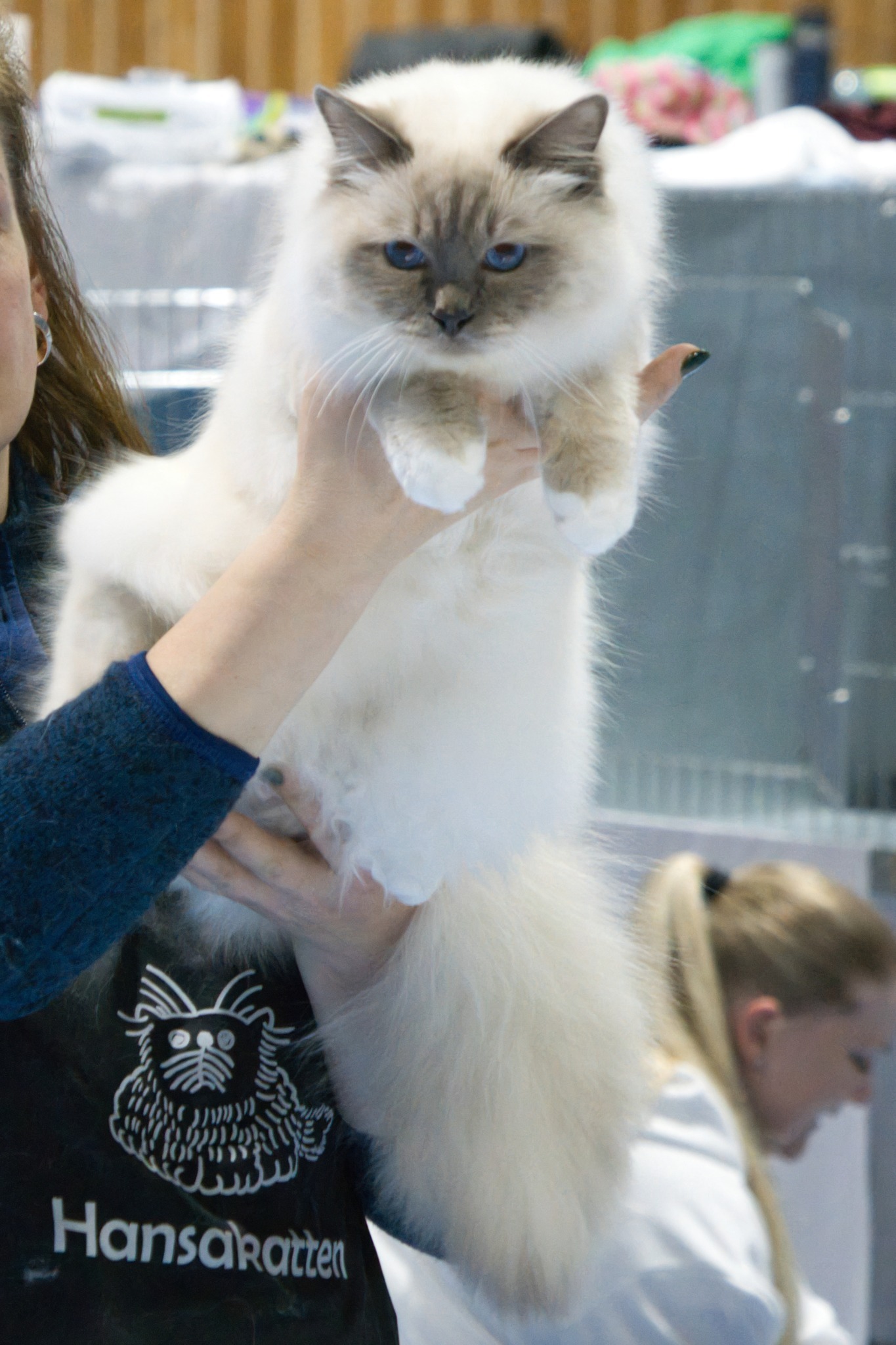 Blåmasket Hellig Birma | Junior Champion Kitten Champion (N) Kamahamas Lord Kimball