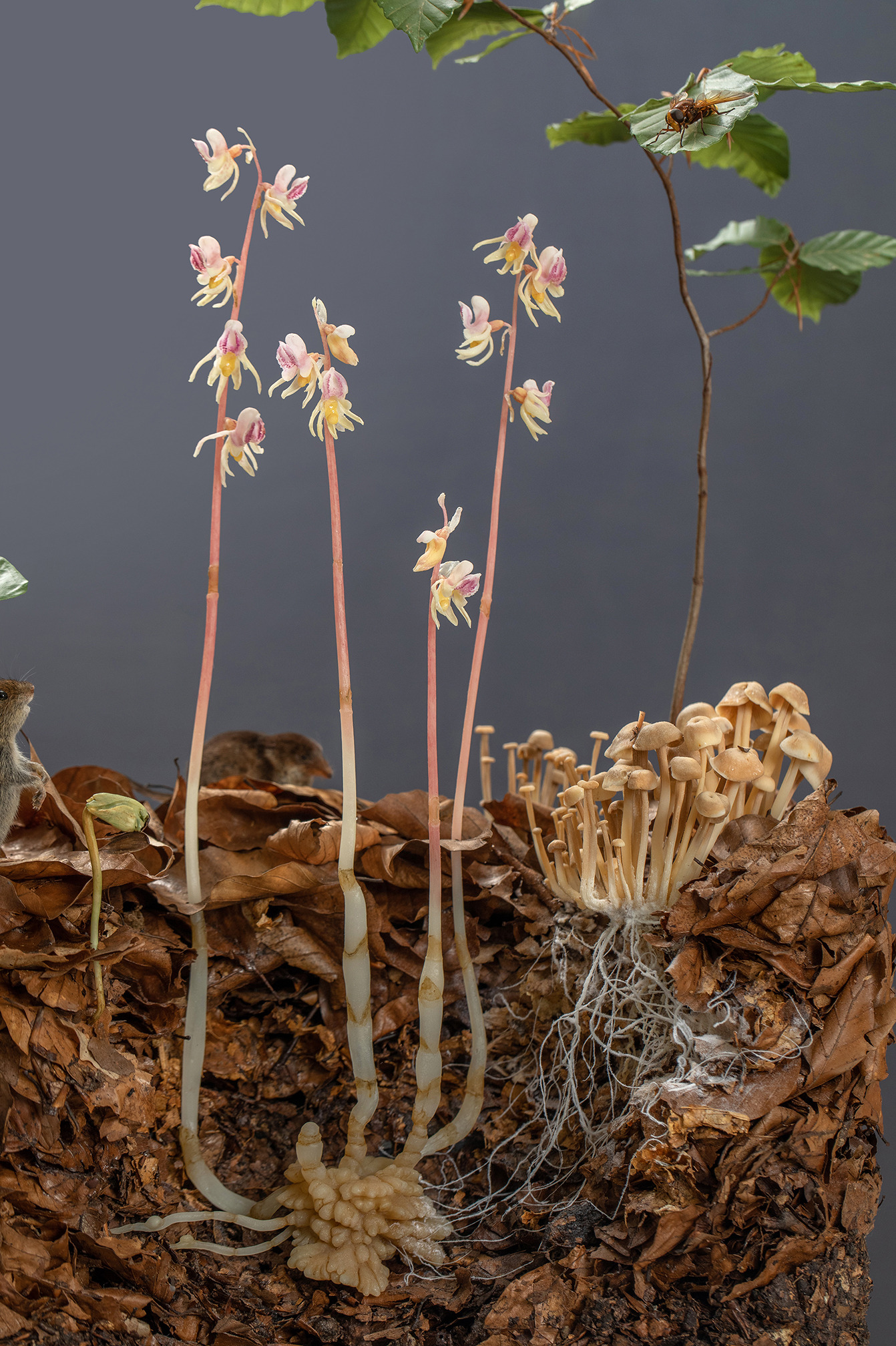 Epipogium aphyllum with beech sprout botanical model by sebastian brandt