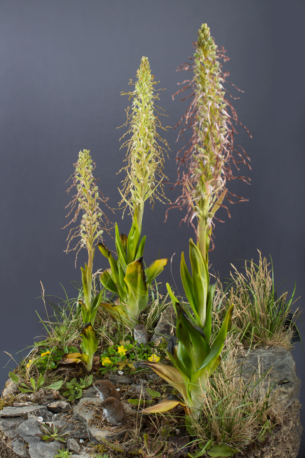 Lizard Orchid Habitat Diorama by sebastian brandt