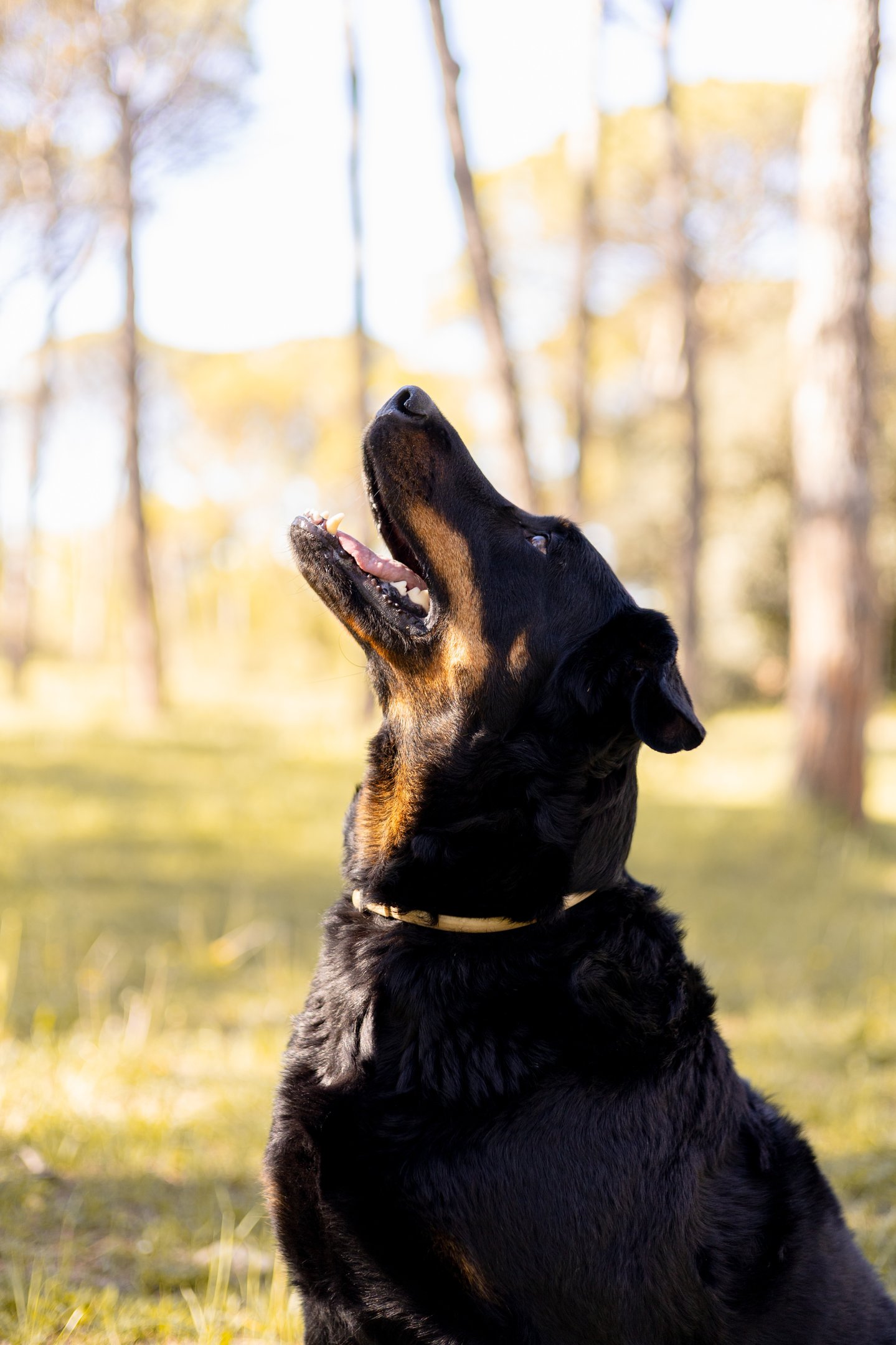Sessió de fotos de mascotes a Girona amb un gos en un entorn natural exterior
