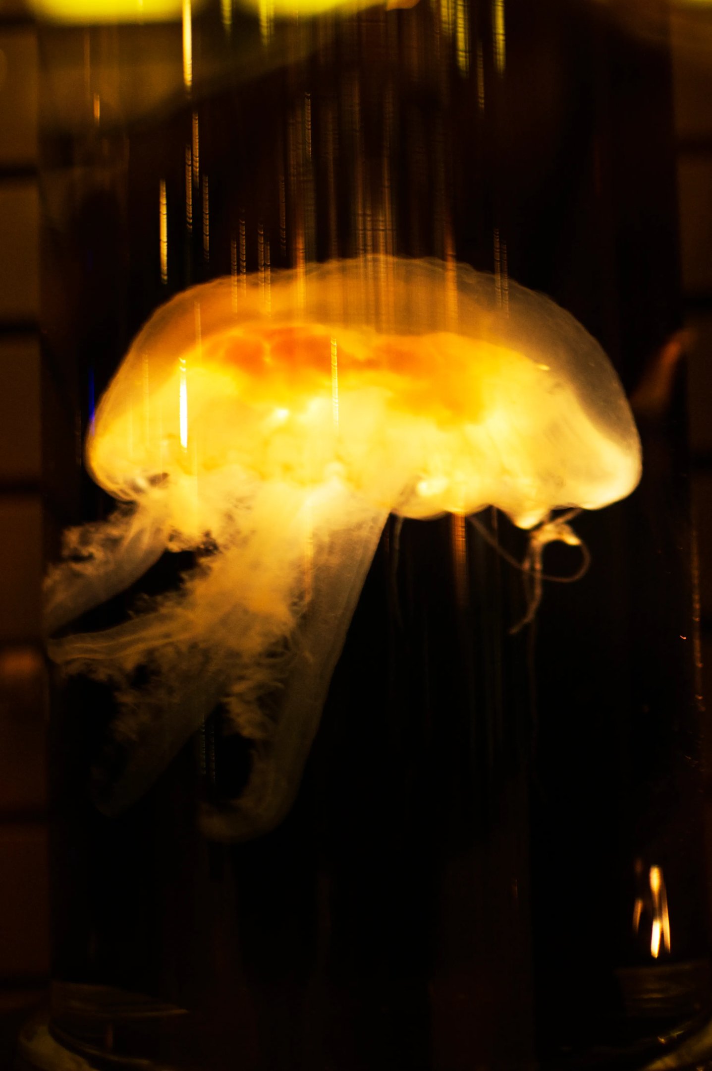 Una medusa iluminada de amarillo en un bocal, parte del ensayo, Aún estás aquí