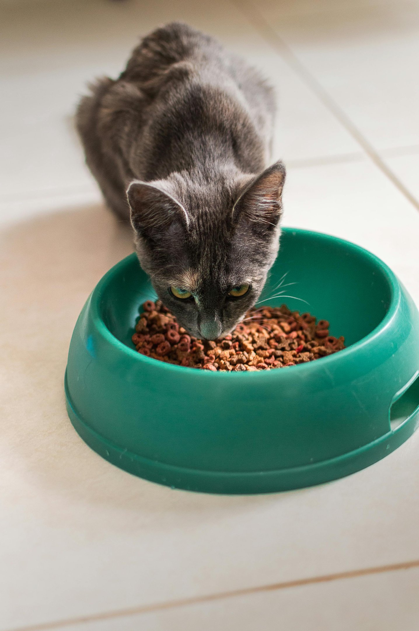 Gray cat eating dry kibble from a green food bowl on a kitchen floor