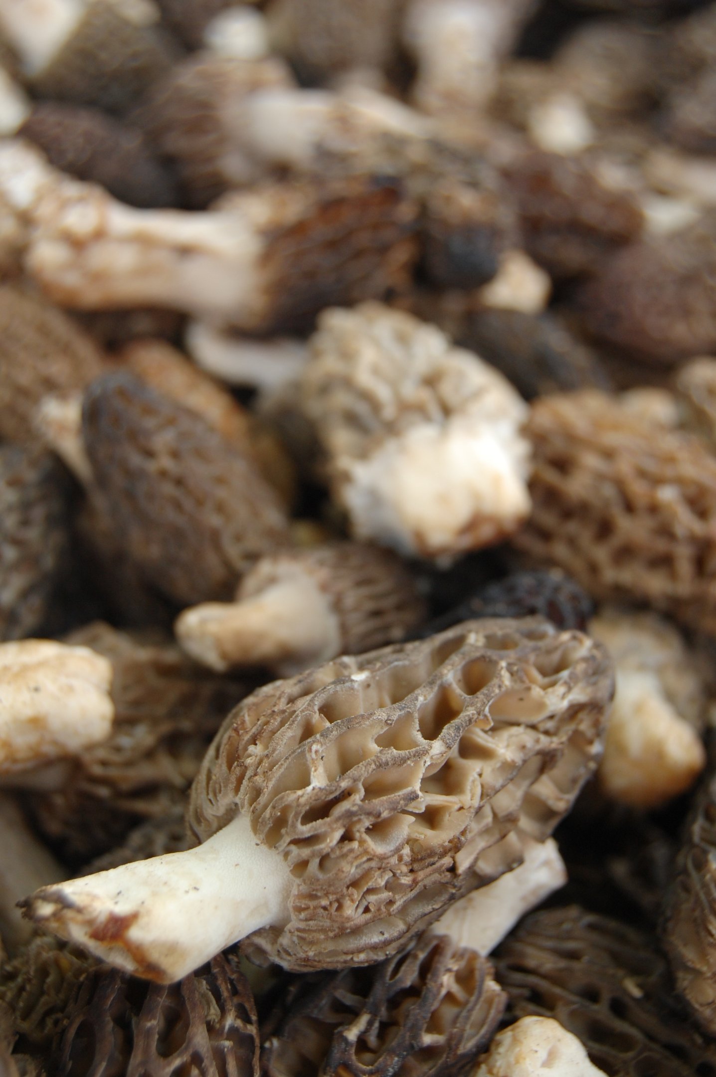 Kuzugöbeği Mantarı