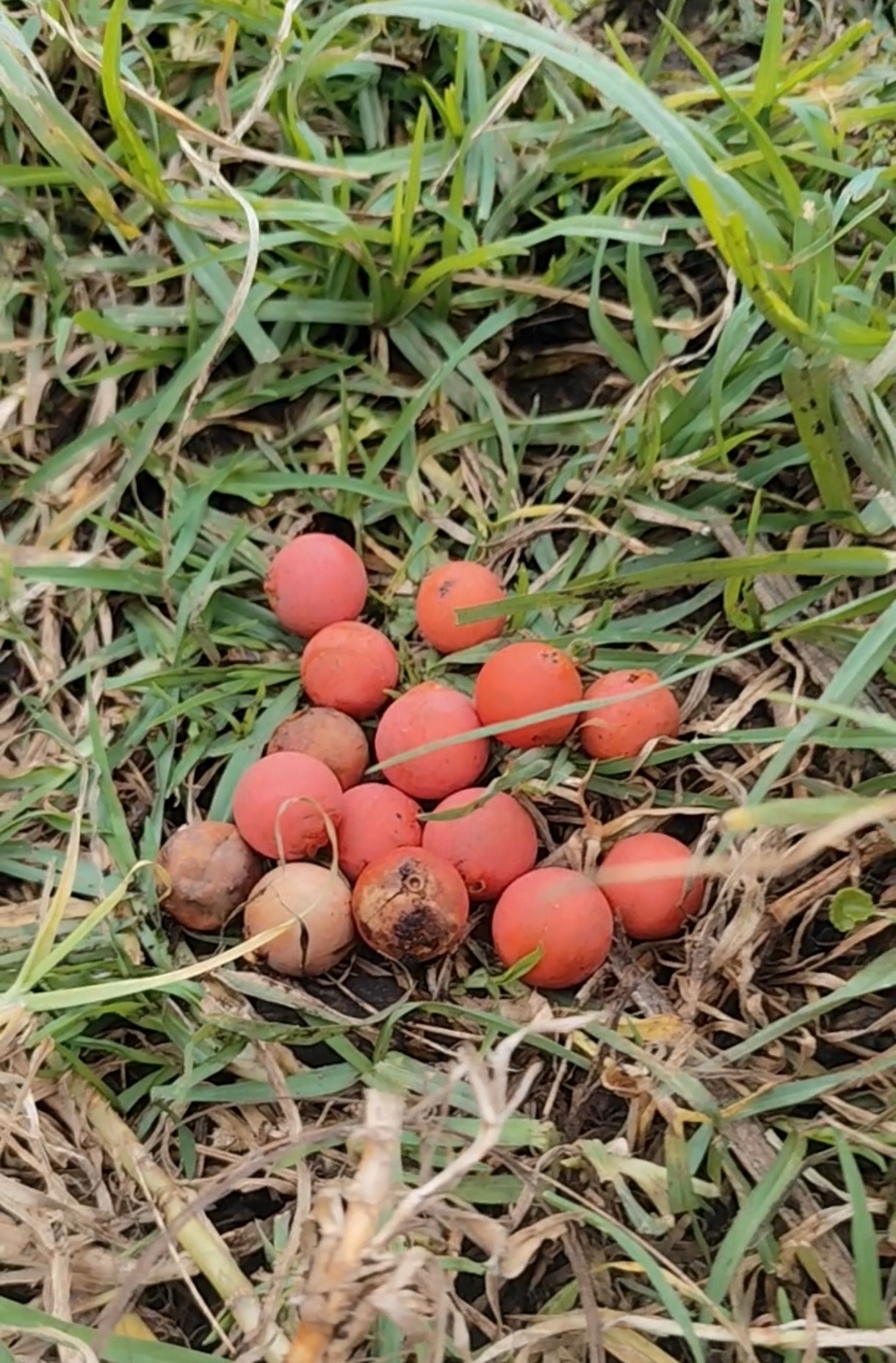 Semillas de palma de cera listas para germinación en el proyecto Nueva Esperanza.