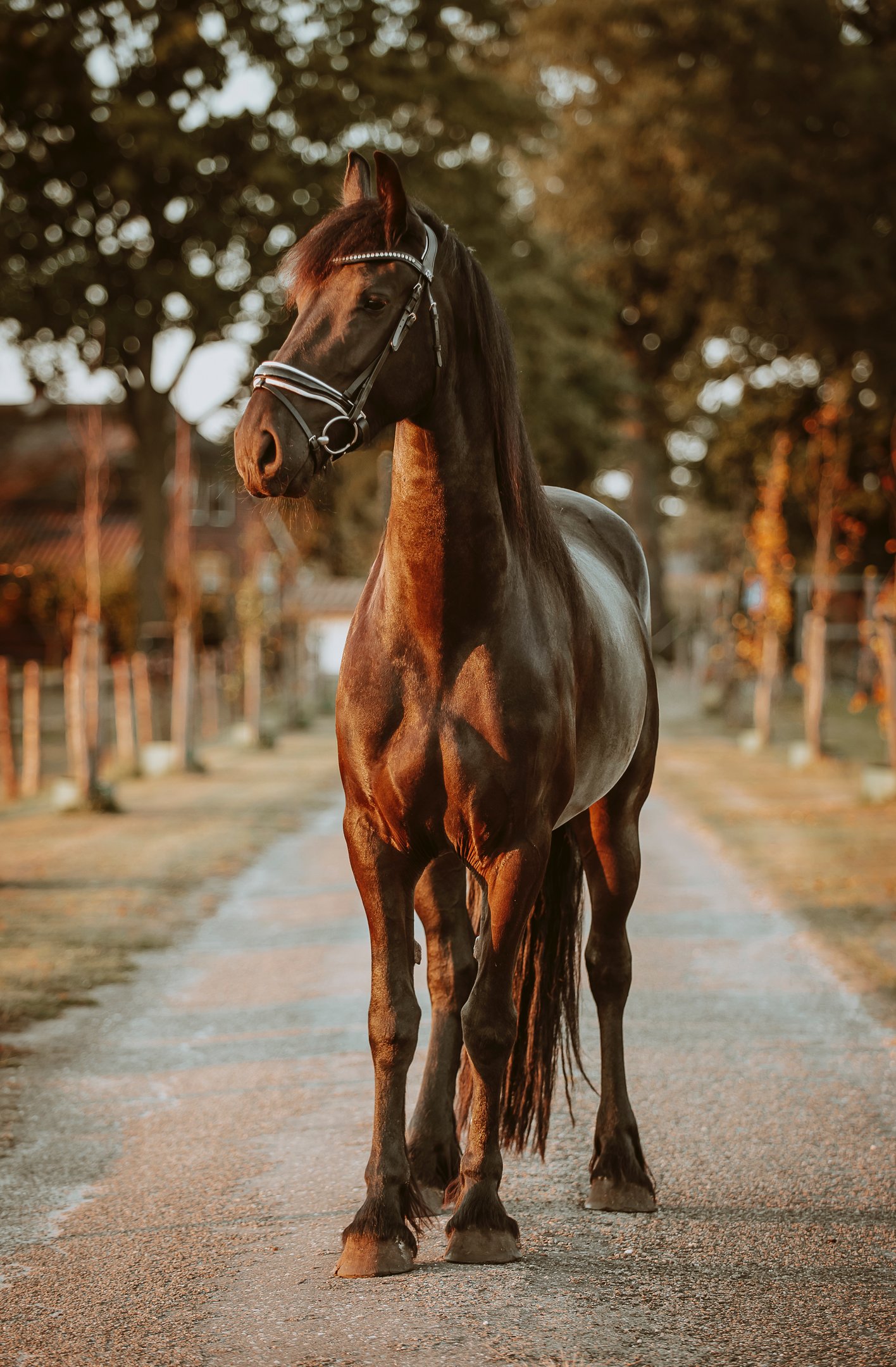 Paard standfoto tijdens zonsondergang fotoshoot