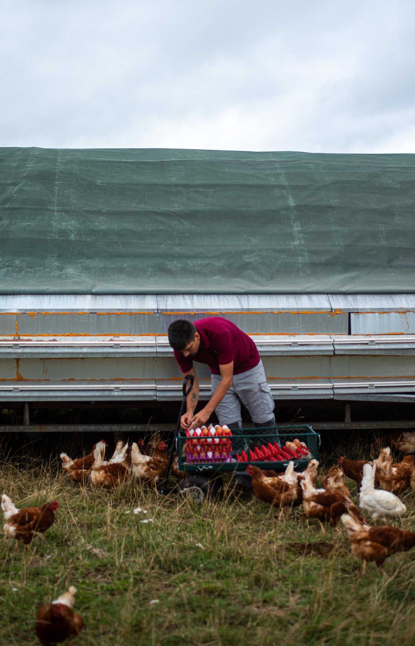 Hand picked organic eggs from organic chickens, free range