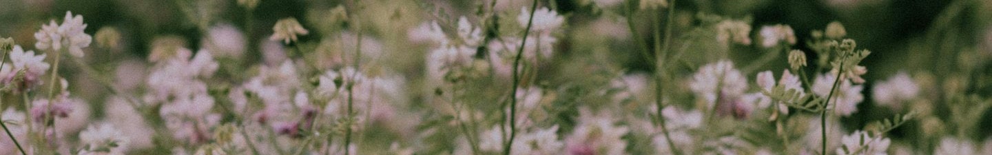 A field of blooming pink crown vetch wild flowers in a green meadow with a soft bokeh background.