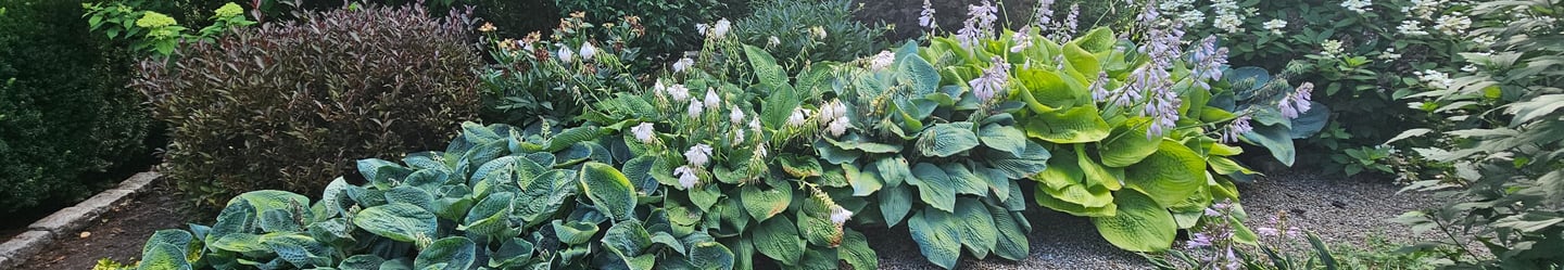 Lush garden landscape featuring a curved gravel path lined with large blue-green hostas and blooming white flowers.