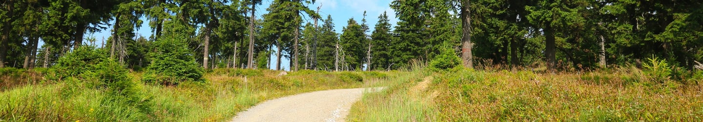 A scenic hiking trail winding through green trees under a bright blue sky