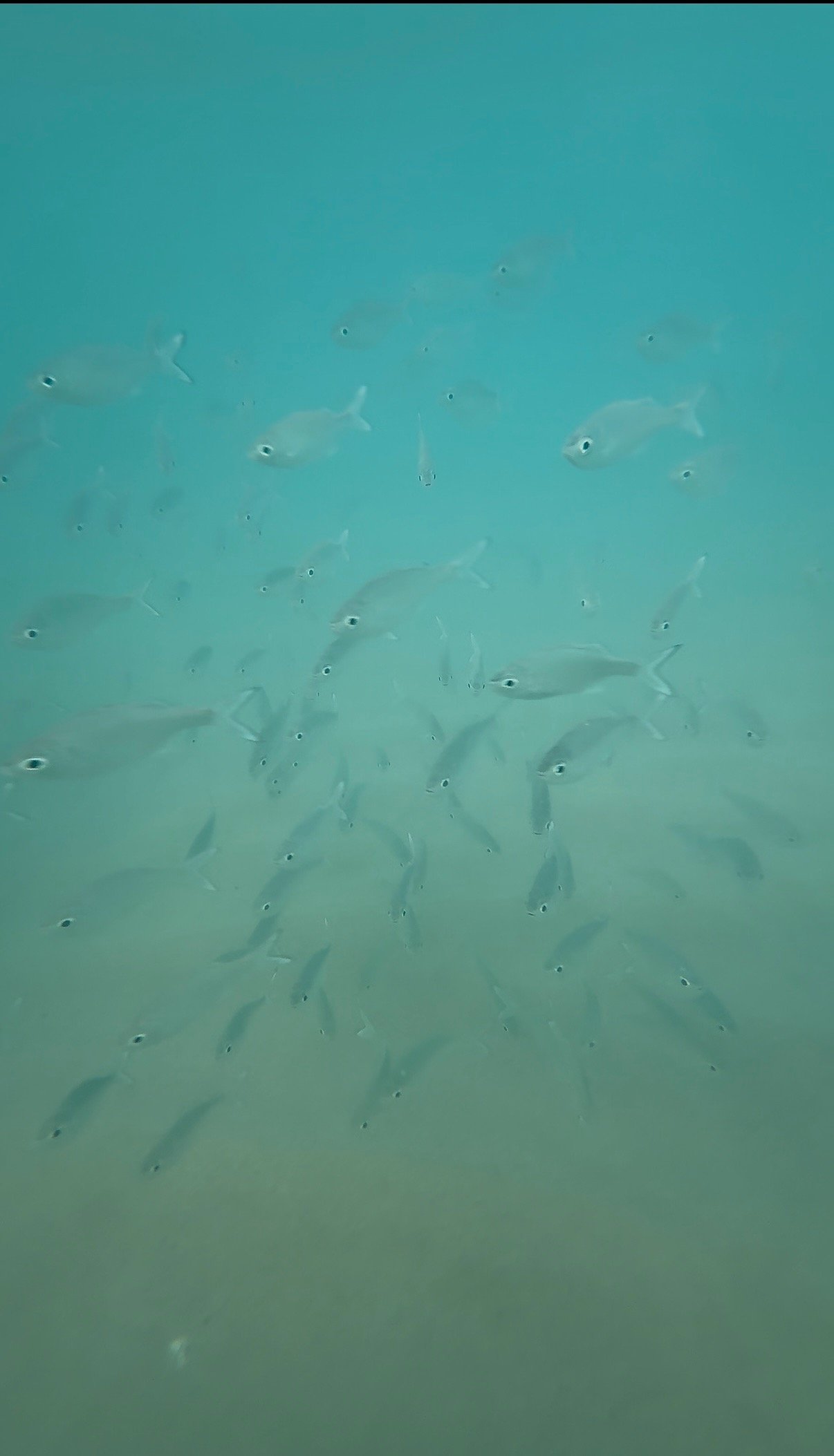 snorkeling lydgate beach park kauai