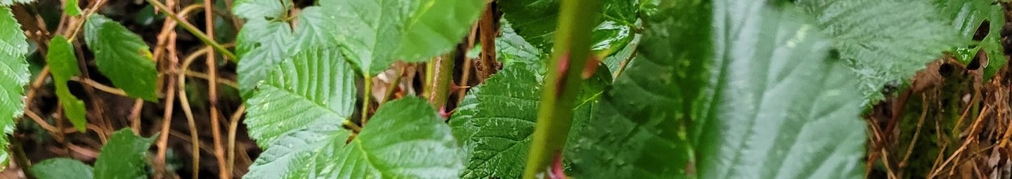 close up picture of blackberry canes and leaves