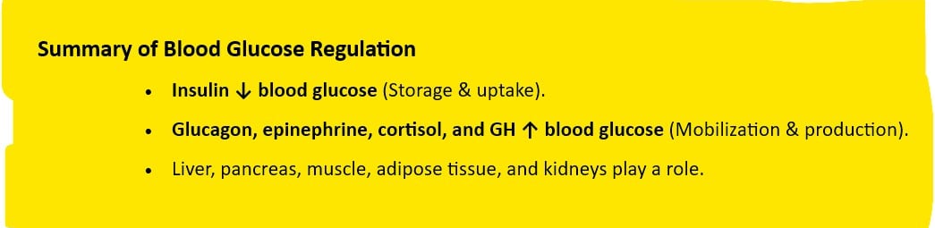 summary blood glucose regulation